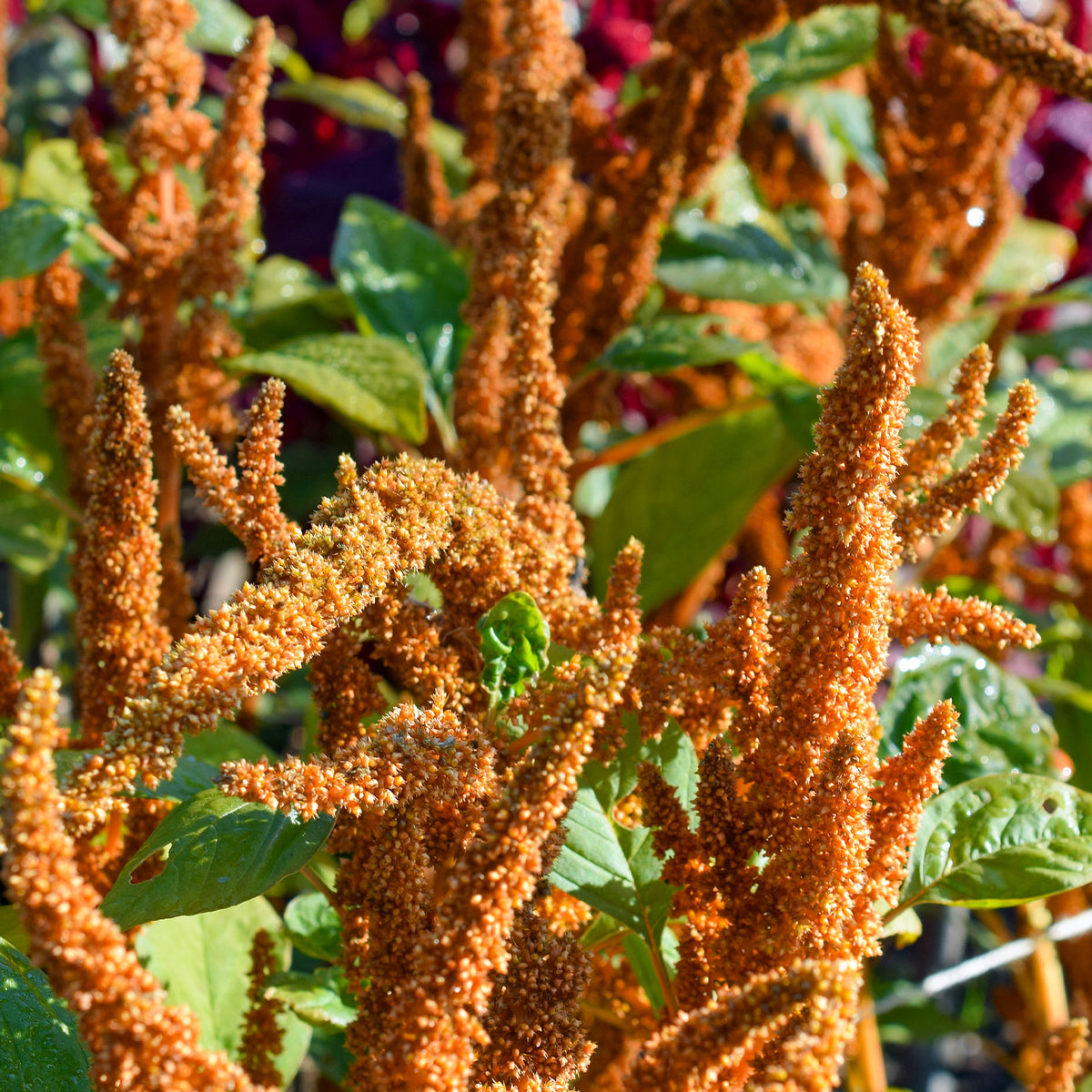 Amarante Hot Biscuits - Amaranthus cruentus Hot Biscuits - Willemse