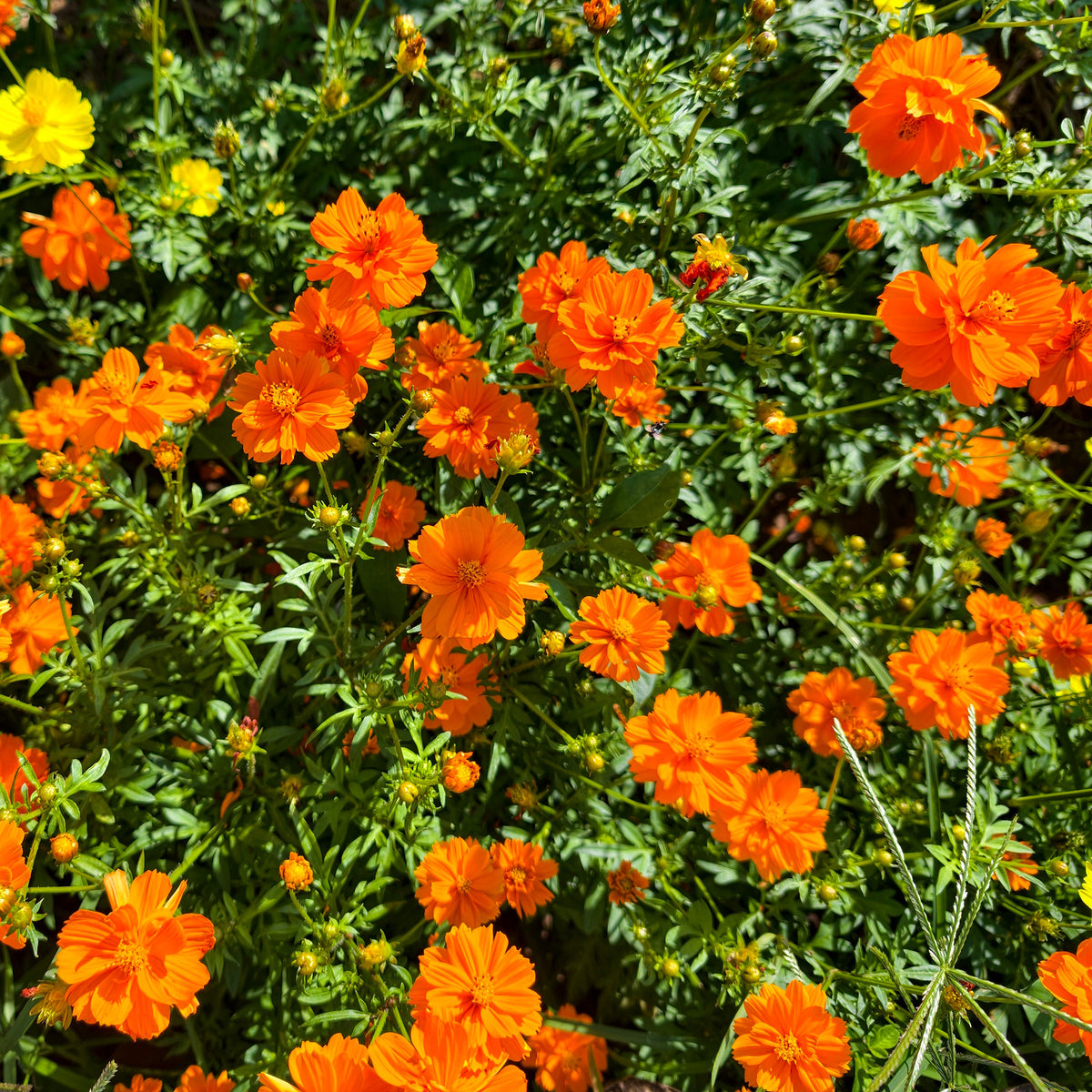 Cosmos Brightlights - Cosmos sulphureus Brightlights - Willemse