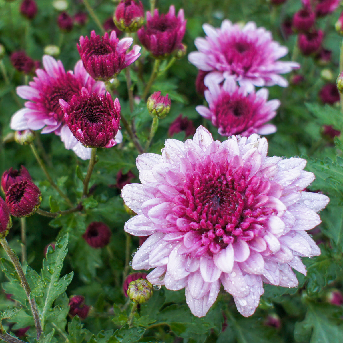Chrysanthème rose - Chrysanthemum indicum - Willemse
