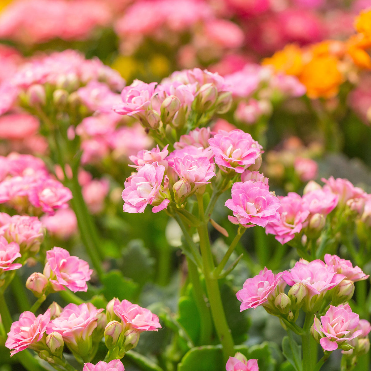 Kalanchoe rose