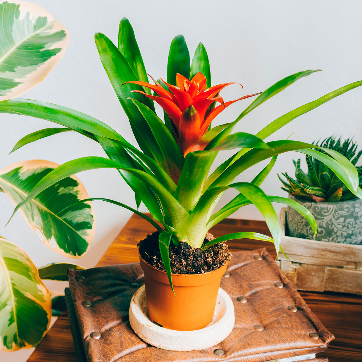 Bromelia orange - Bromeliaceae - Willemse