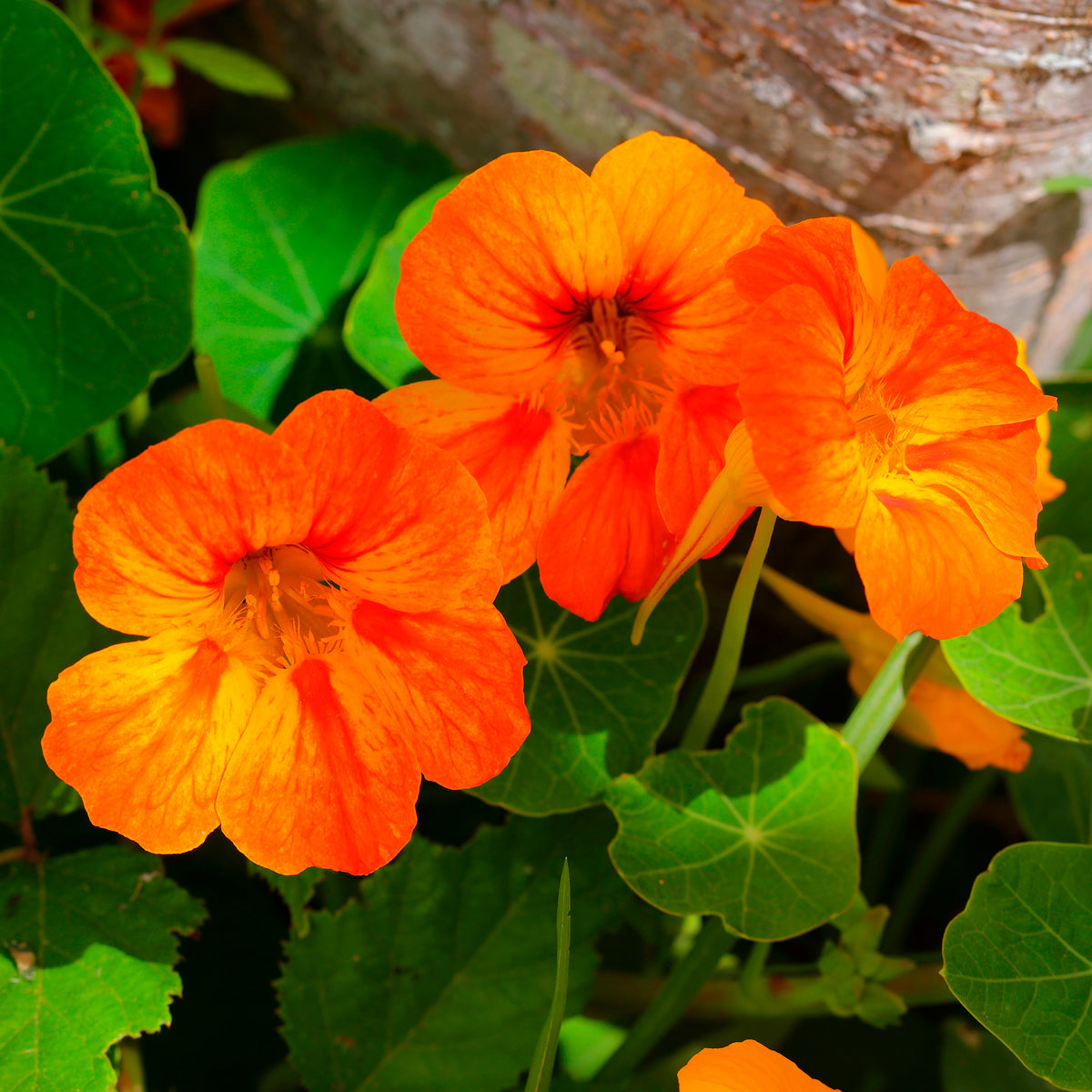 Capucine orange - Tropaeolum majus - Willemse