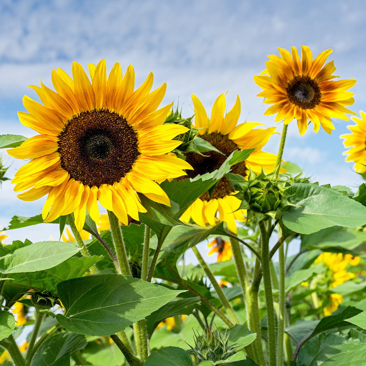 Tournesol - Helianthus annuus - Willemse