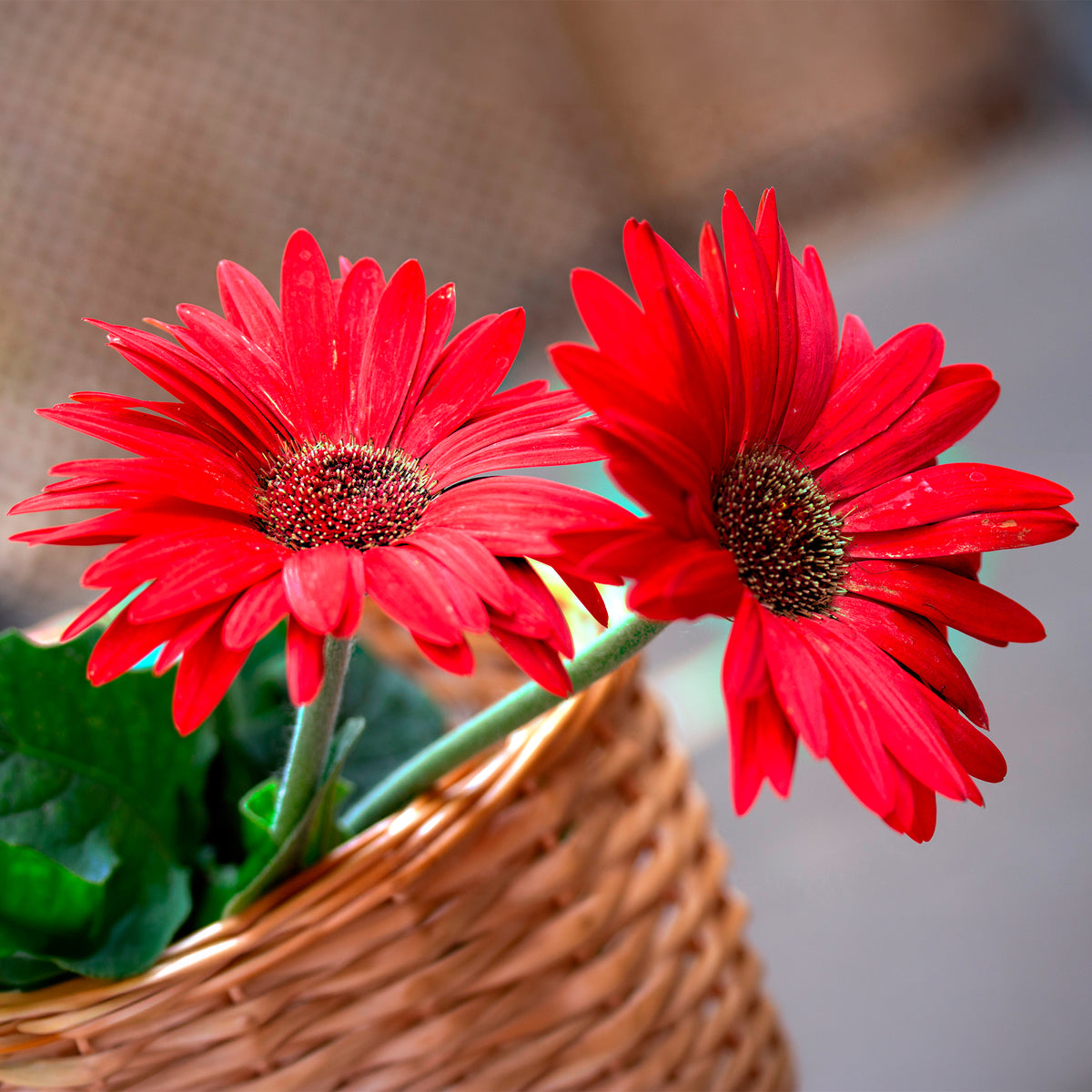 Gerbera rouge