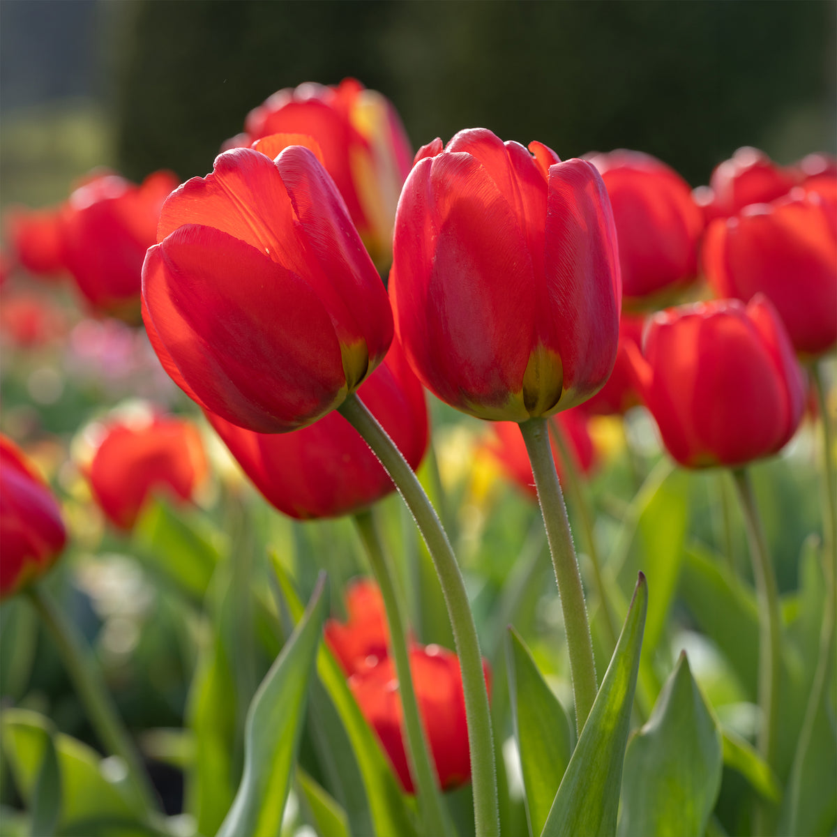 Bulbes de printemps pour massif rouge et blanc - Narcissus Ice Follies, Pusckina alba, Tulipa Apeldoorn, Exotic Emperor, Seadov - Willemse