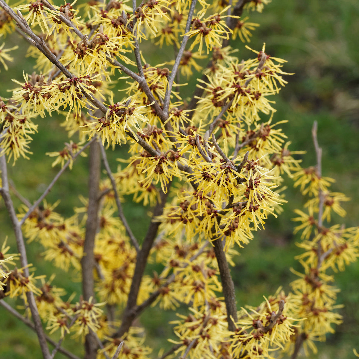 Hamamélis de Chine - Hamamelis mollis - Willemse