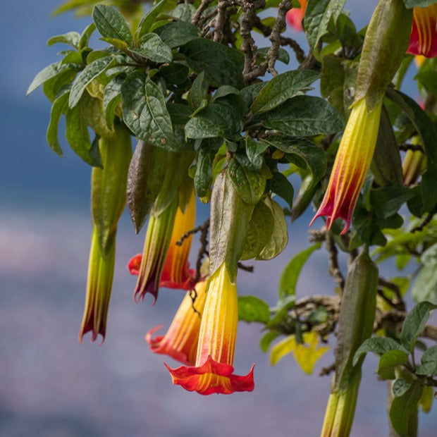 Brugmansia rouge et or - Brugmansia - Willemse