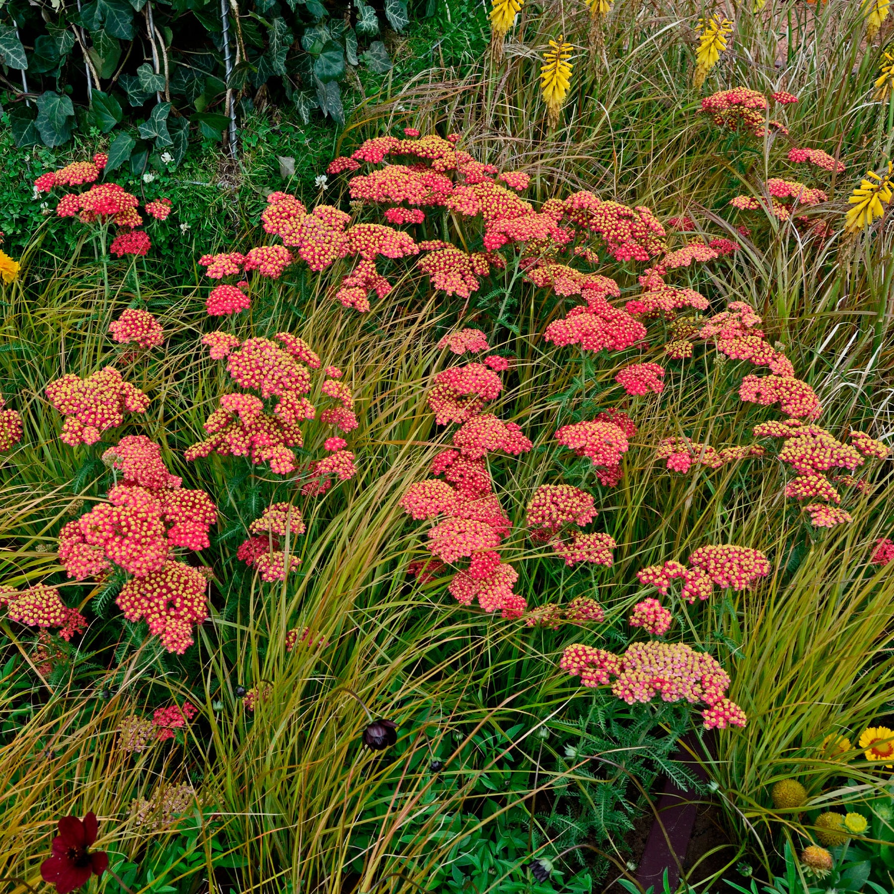 Achillea millefolium Paprika - Achillée millefeuille Paprika - Achillée