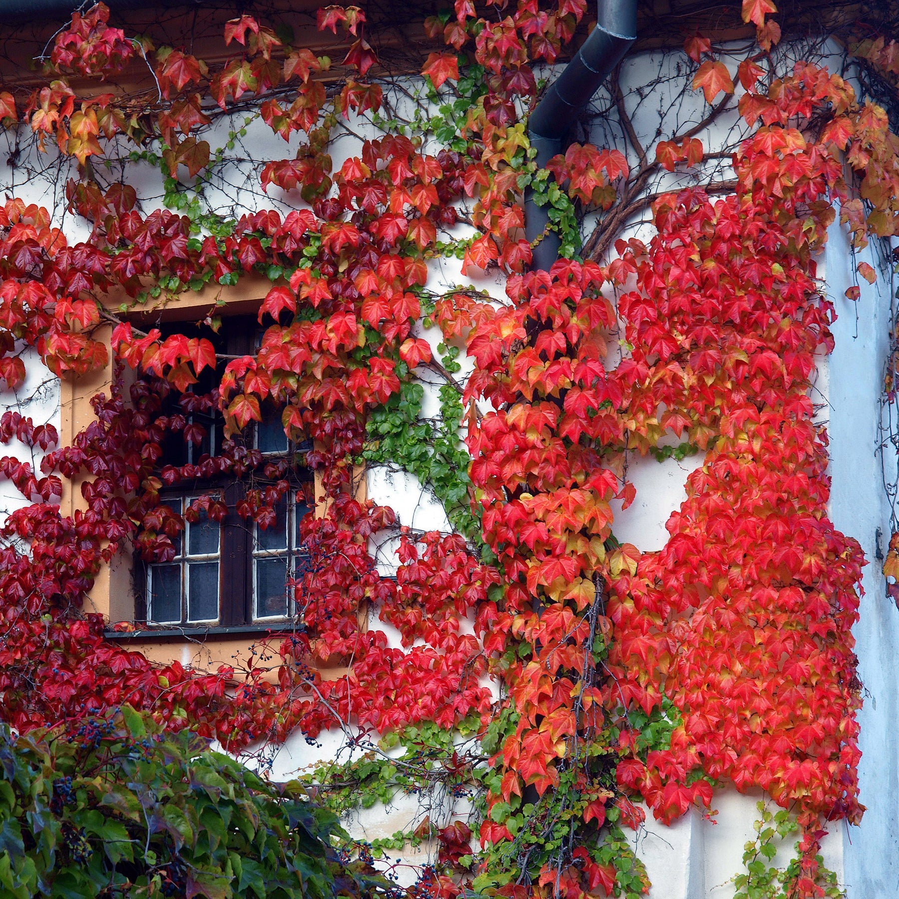 Parthenocissus tricuspidata veitchii - Vigne vierge - Vigne vierge