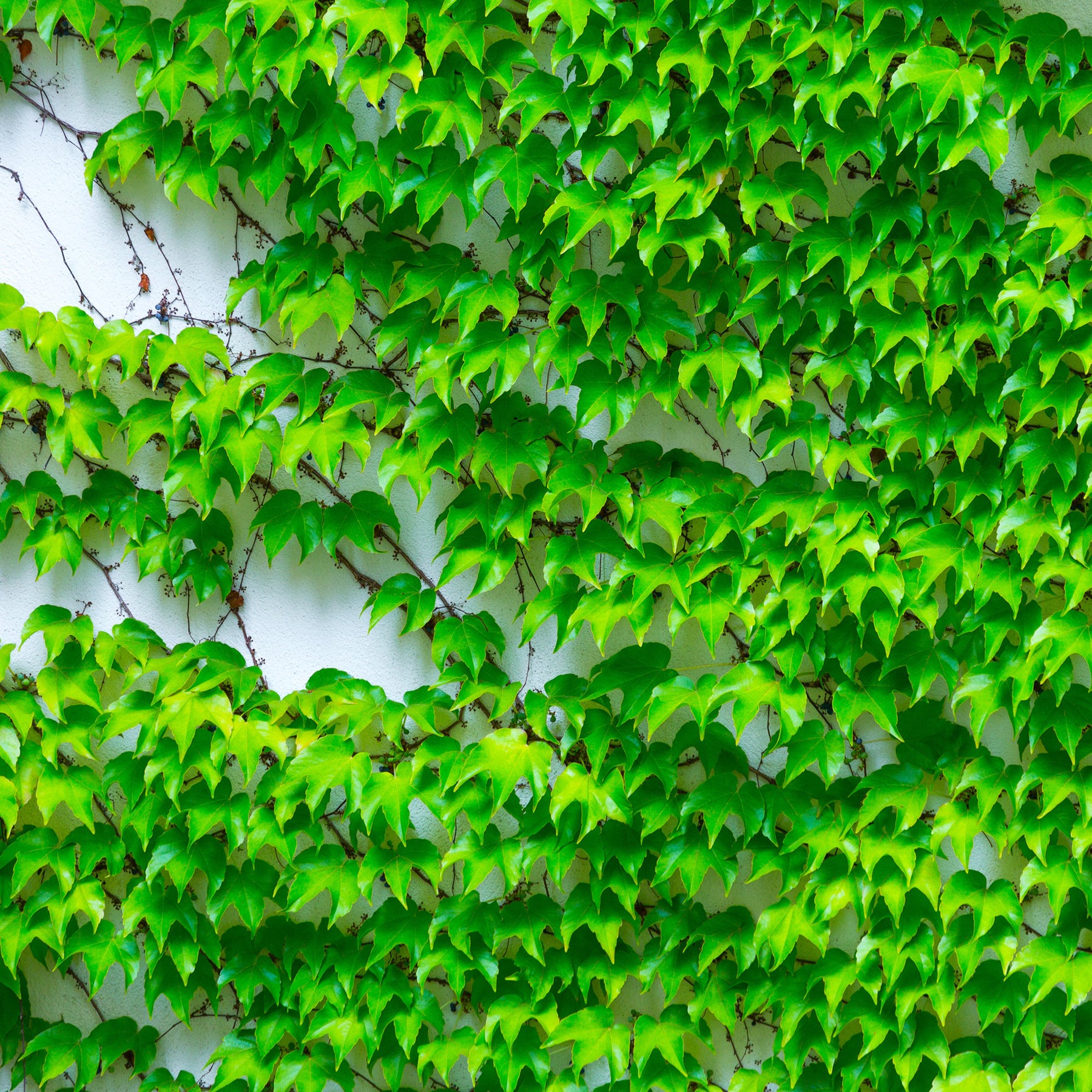 Vigne vierge - Vigne vierge - Parthenocissus tricuspidata veitchii