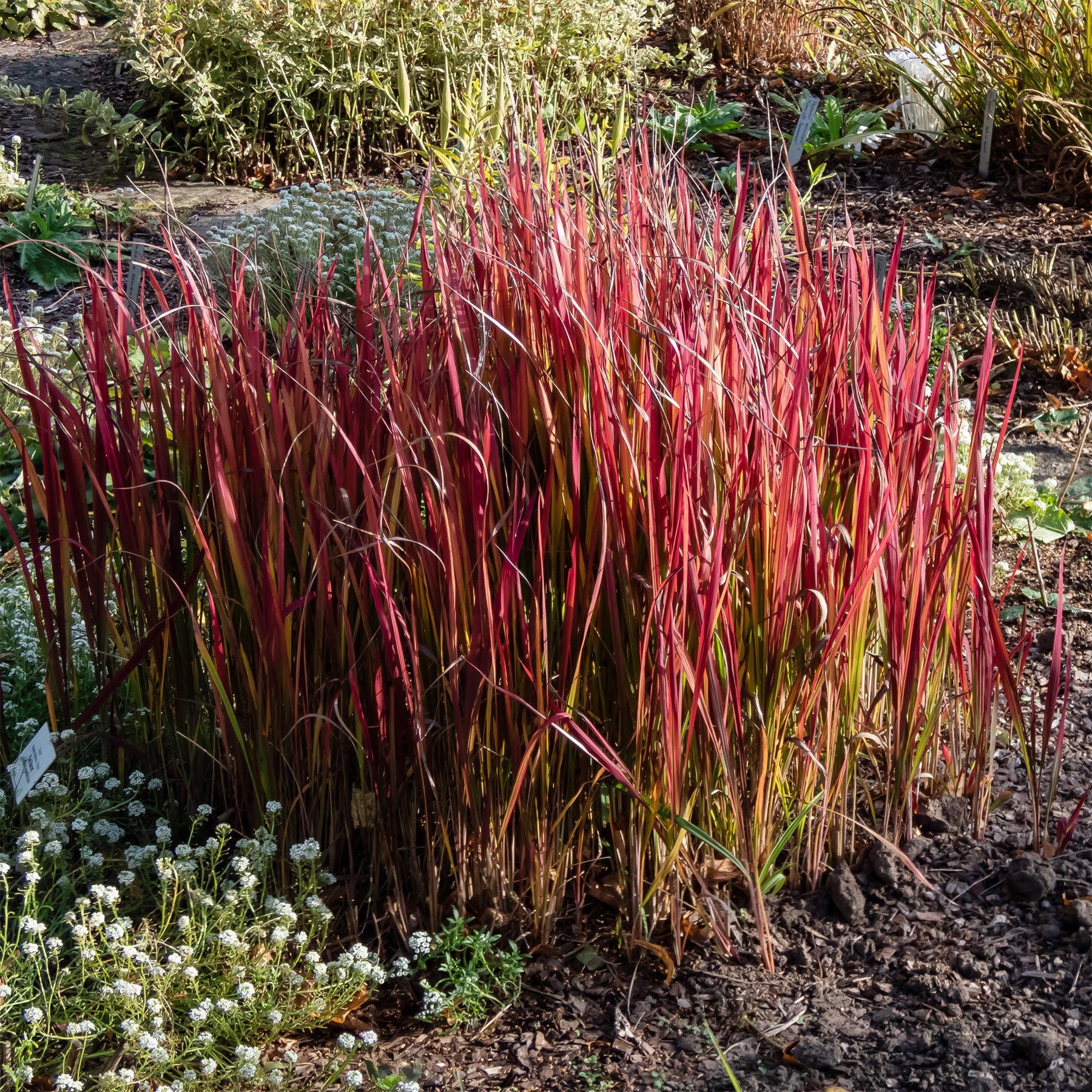 Vente Imperatas Red Baron - Imperata cylindrica red baron