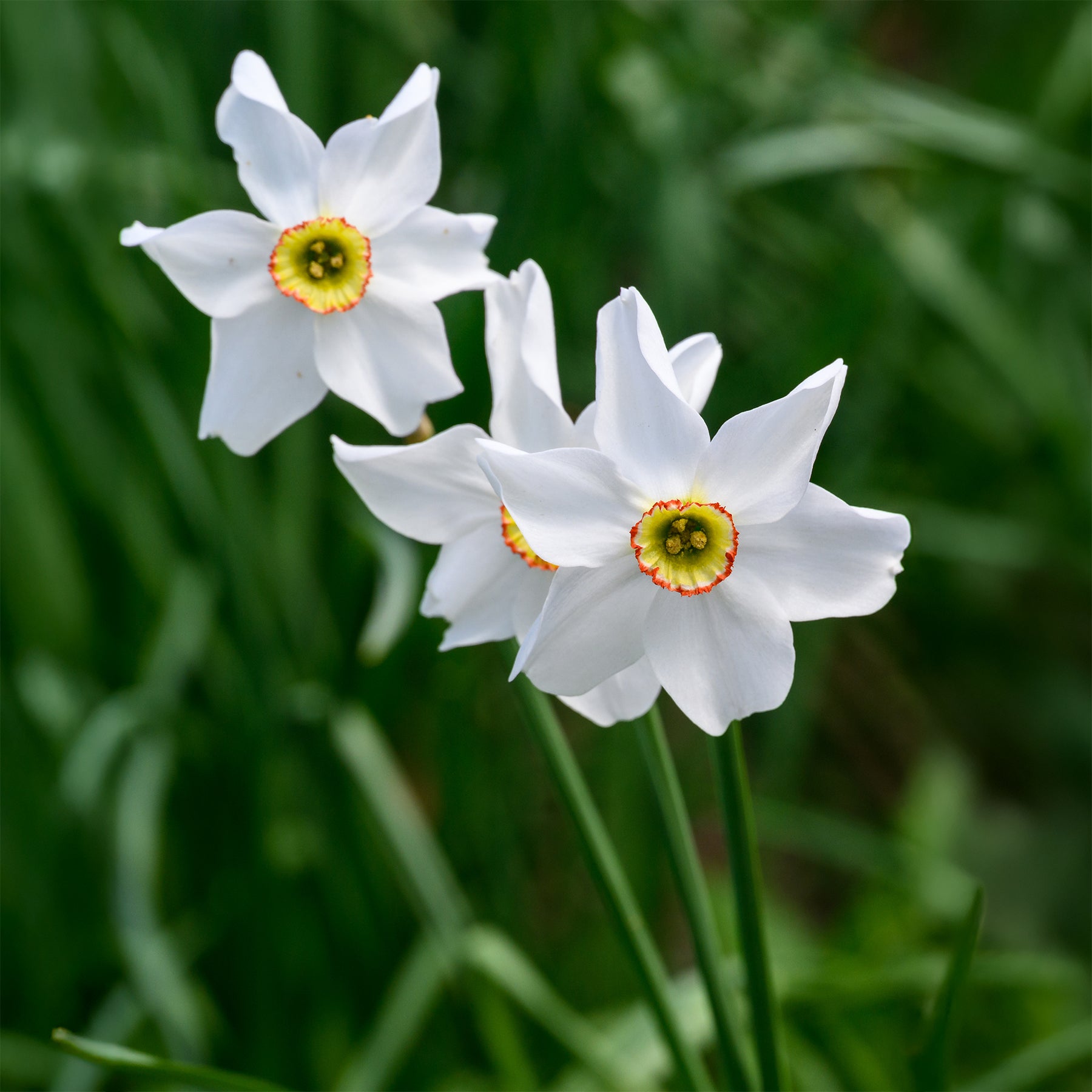 10 Narcisses Recurvus - Narcissus recurvus - Willemse