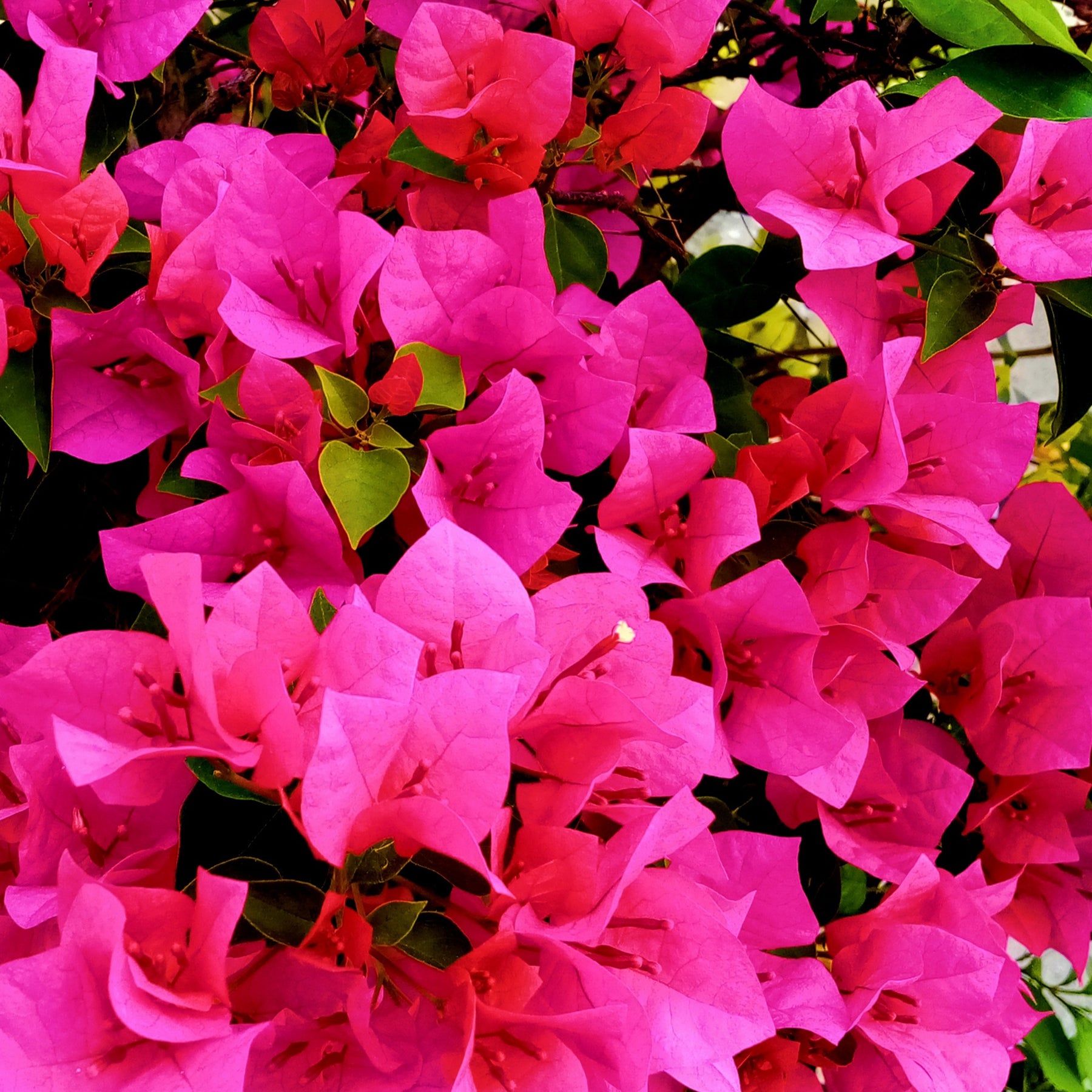 Bougainvillier Rose - Willemse