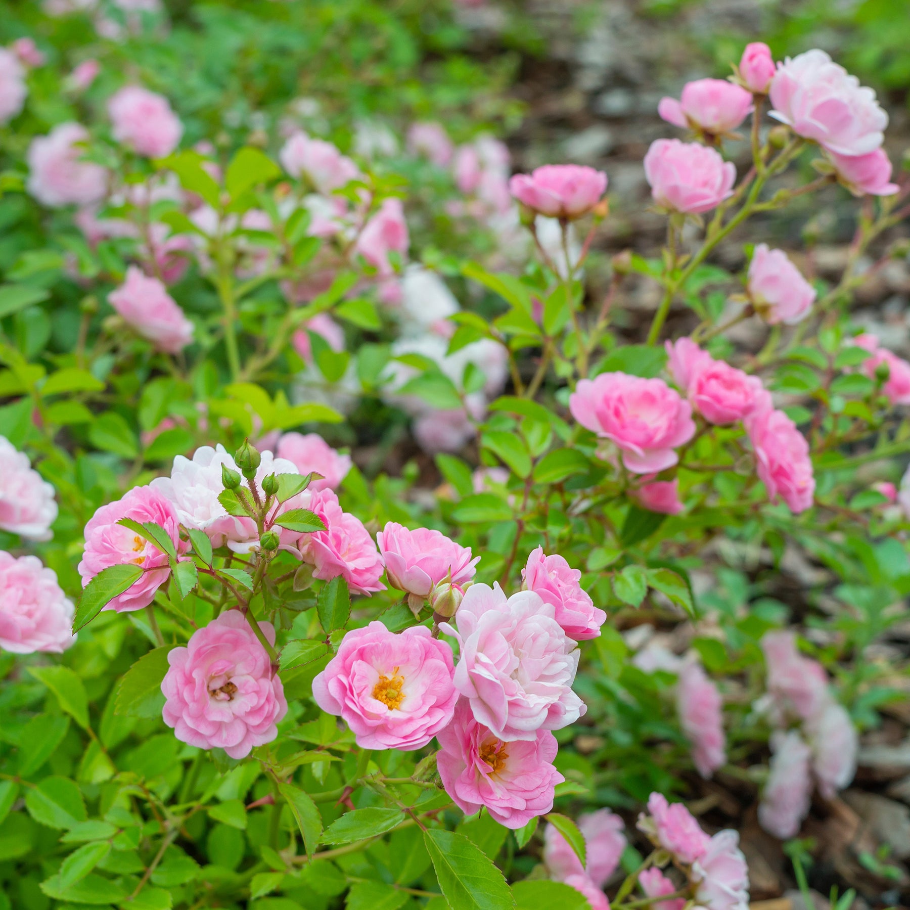 Rosier à massif The Fairy - Rosa polyantha 'The Fairy' - Willemse