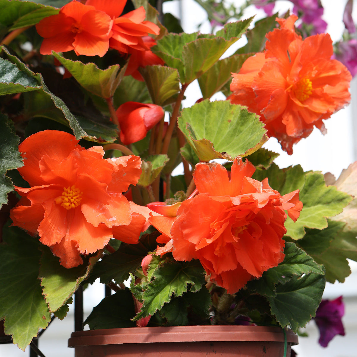 Bégonia à grandes fleurs oranges - Bégonia orange - Willemse