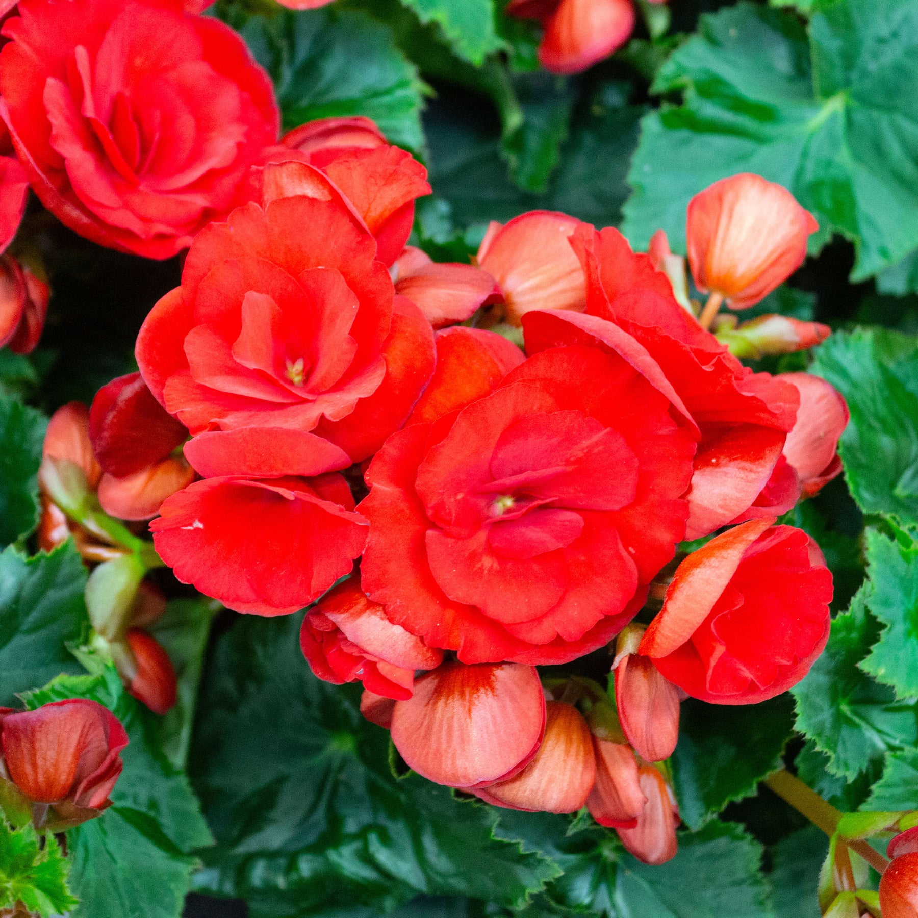 Bégonia red - Bégonia à grandes fleurs rouges - Balcon et terrasse