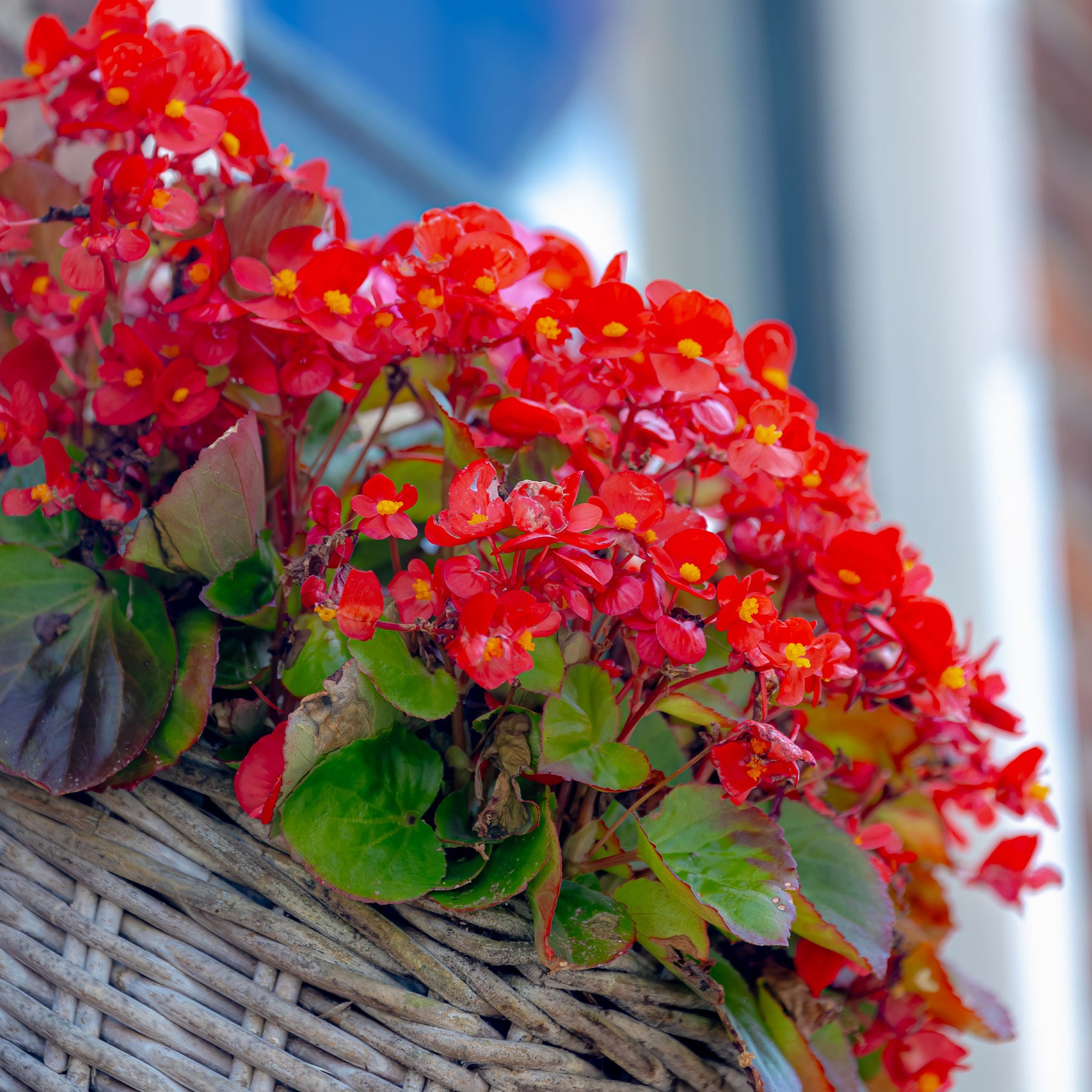 Begonia - Bégonia semperflorens rouge - Bégonia semperflorens red