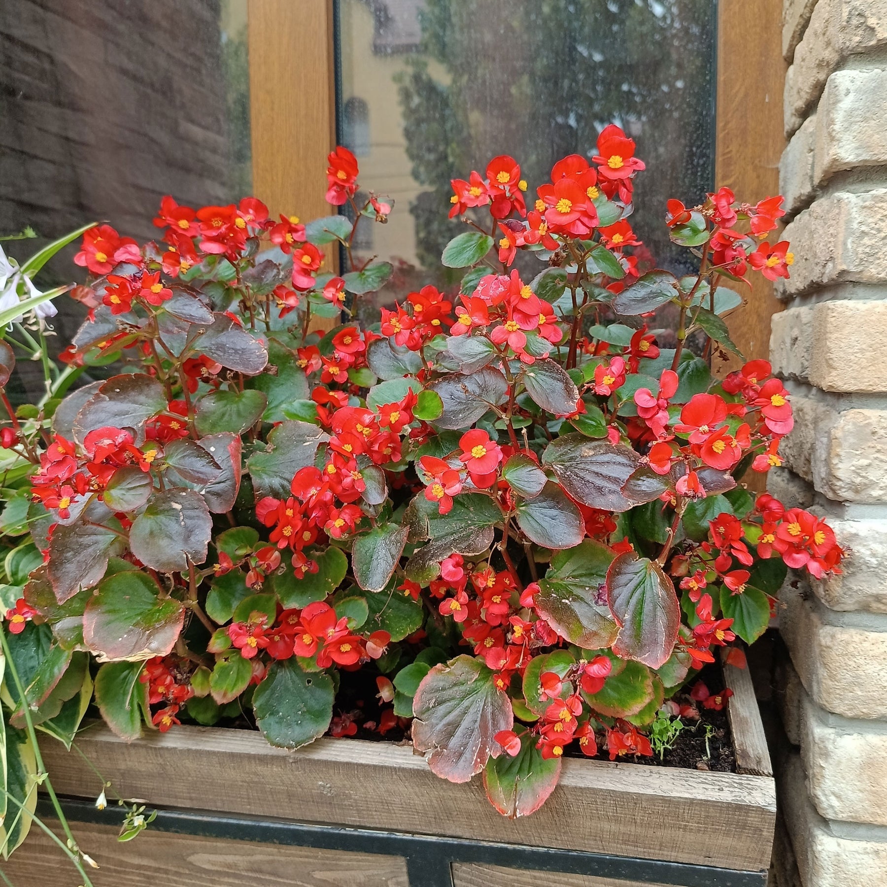 Bégonia semperflorens red - Bégonia semperflorens rouge - Begonia
