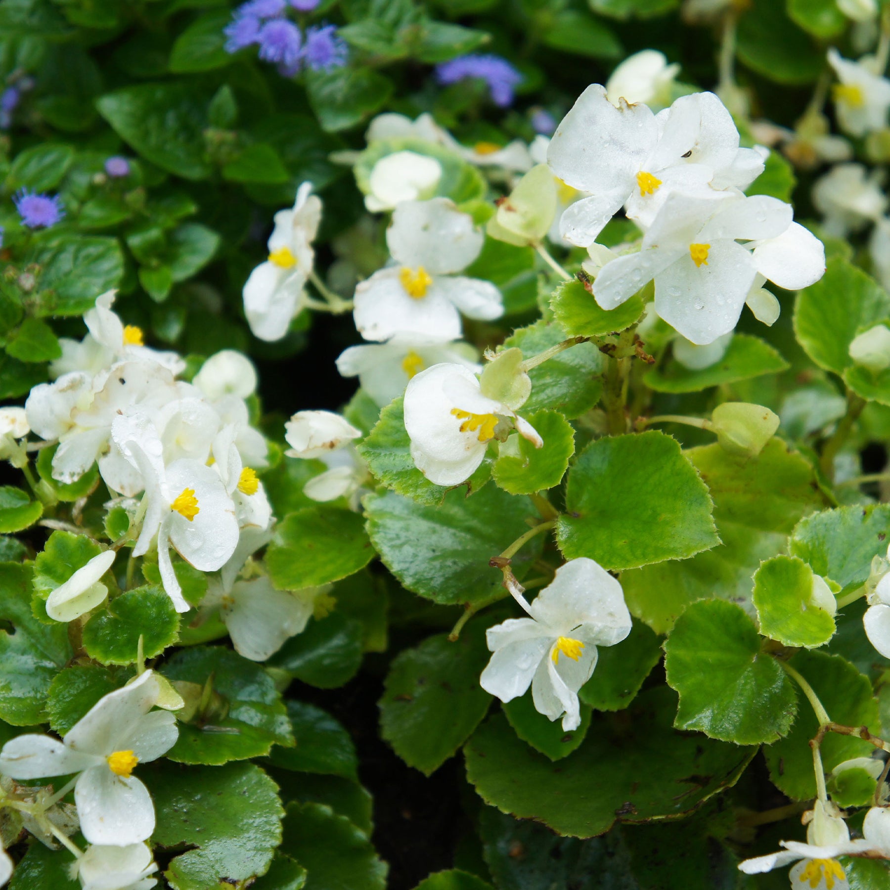 Begonia - Bégonia semperflorens blanc - Bégonia semperflorens white