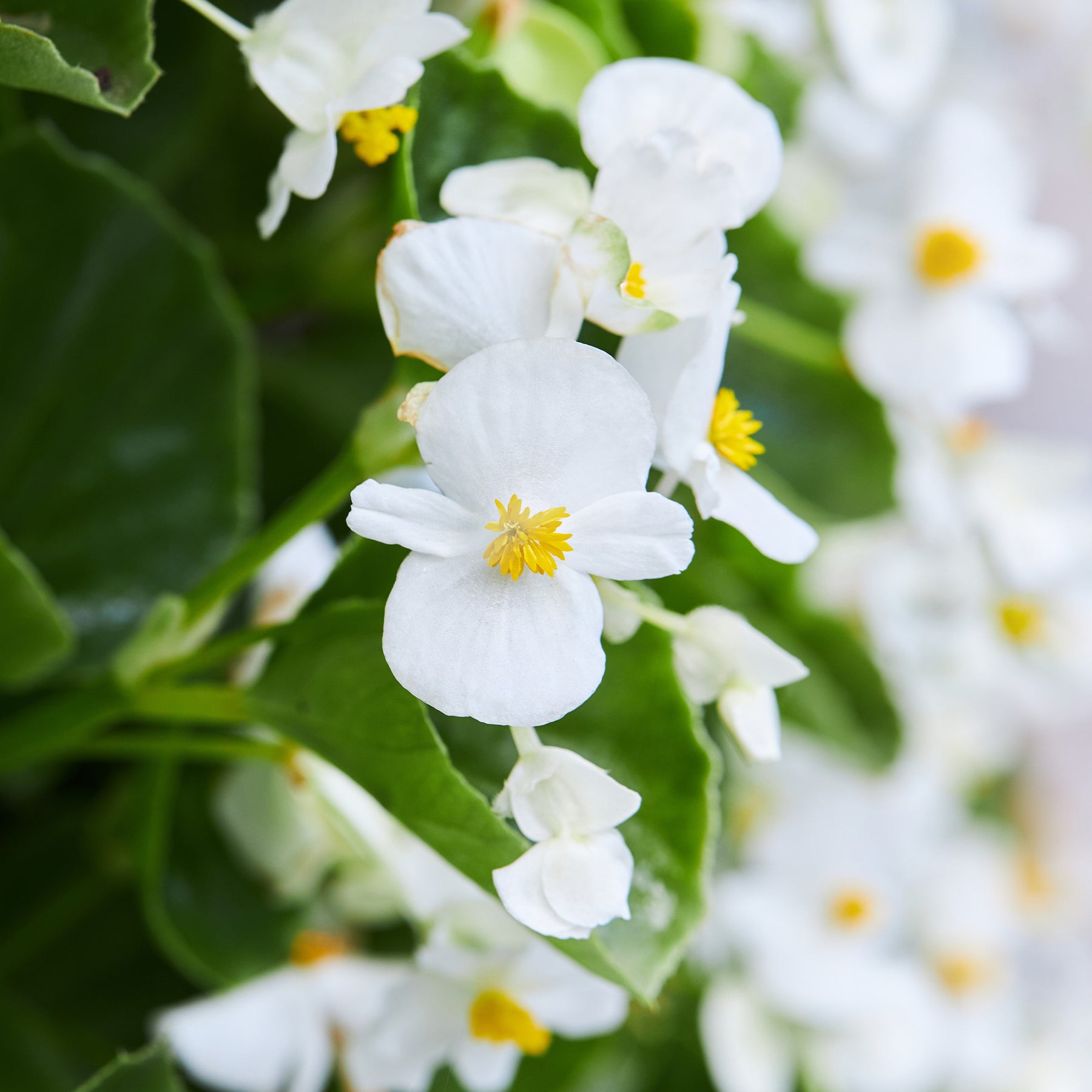 Bégonia semperflorens white - Bégonia semperflorens blanc - Begonia