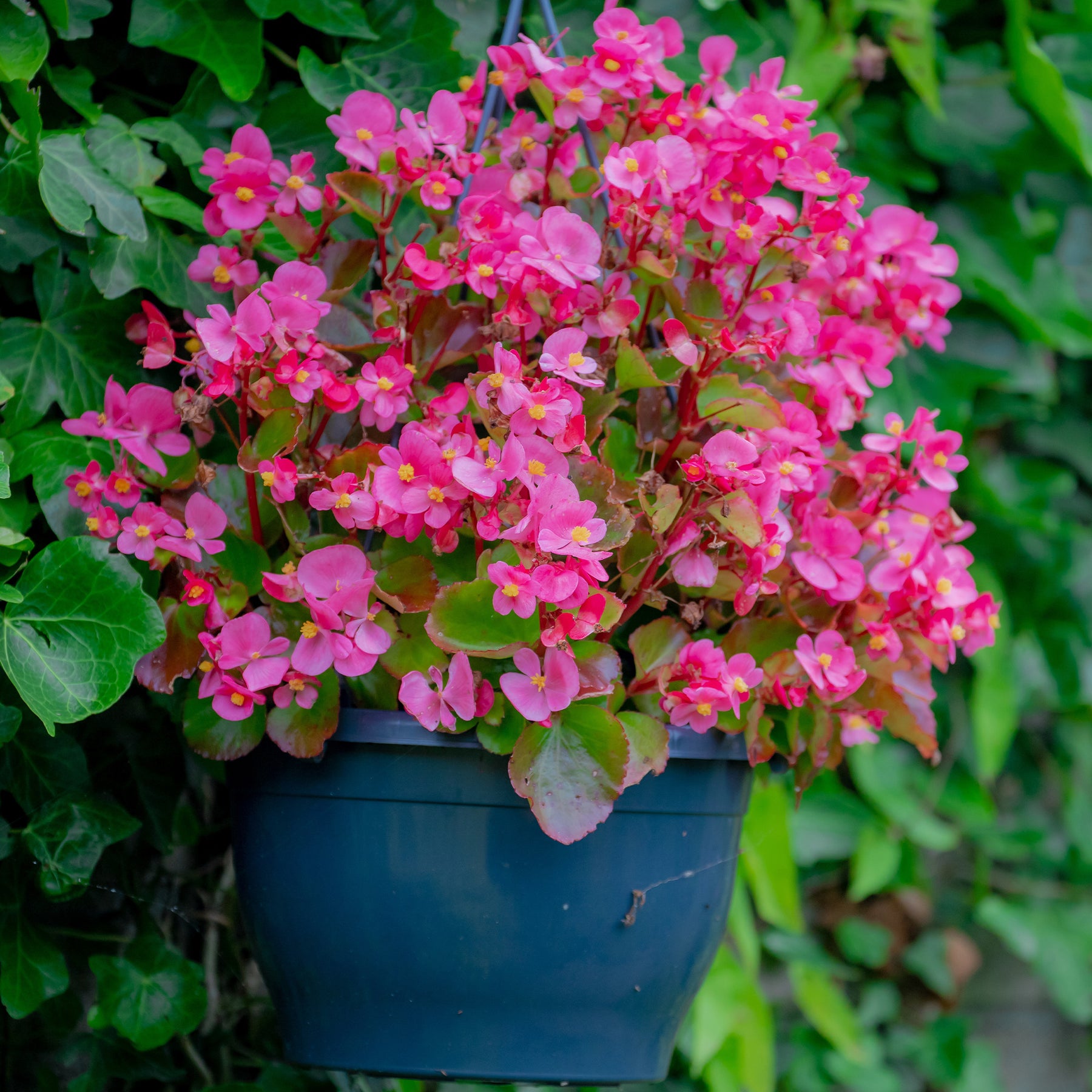 Bégonia semperflorens pink - Bégonia semperflorens rose - Begonia
