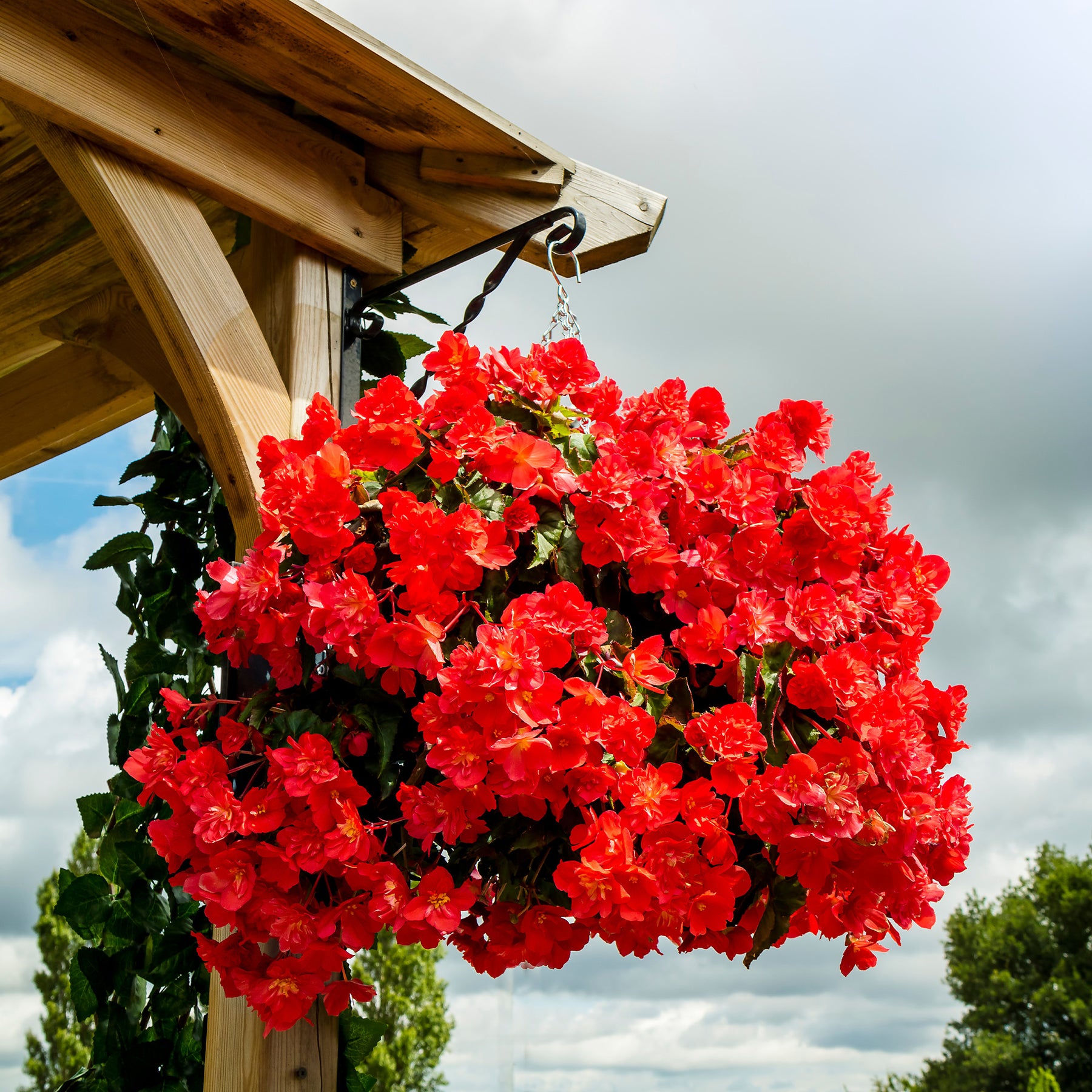 Bégonia retombant rouge - Willemse