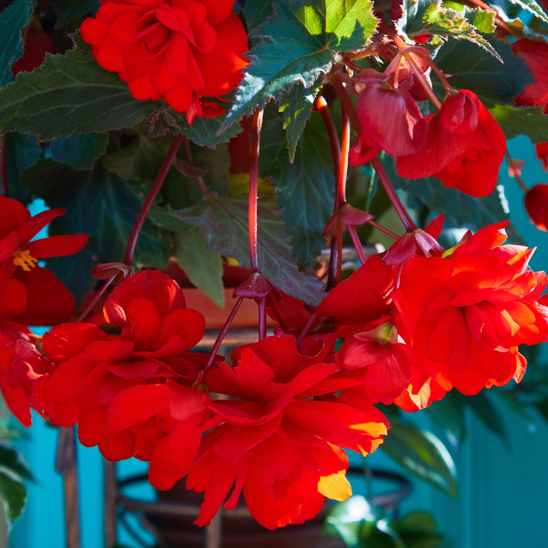 Bégonia pendula red - Bégonia retombant rouge - Balcon et terrasse
