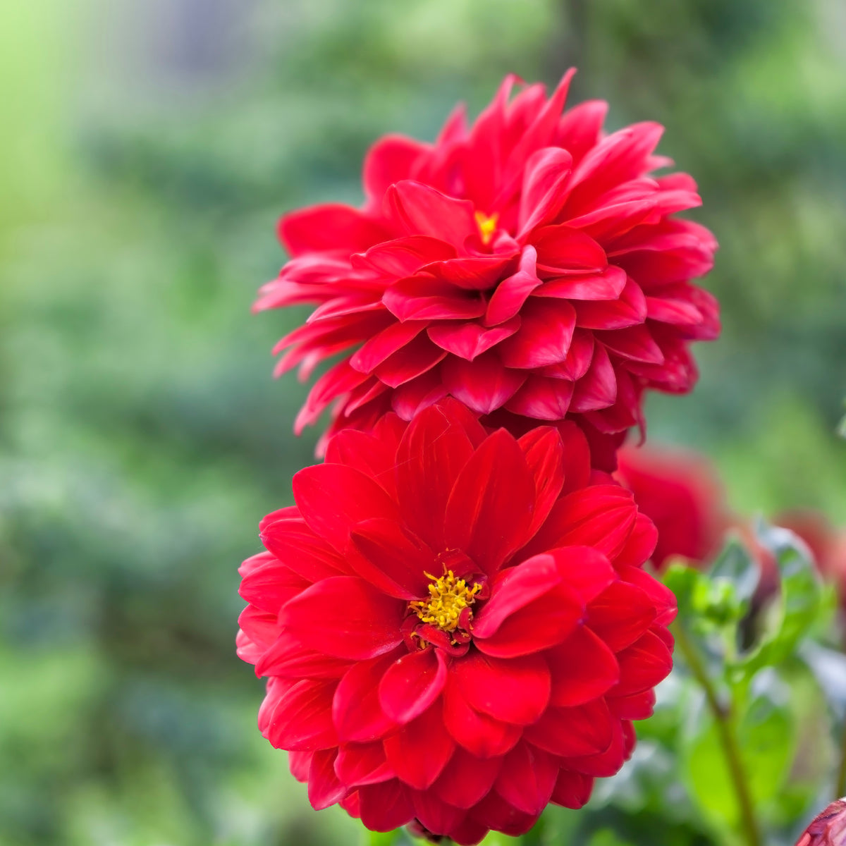 Dahlia rouge - Dahlia red - Willemse