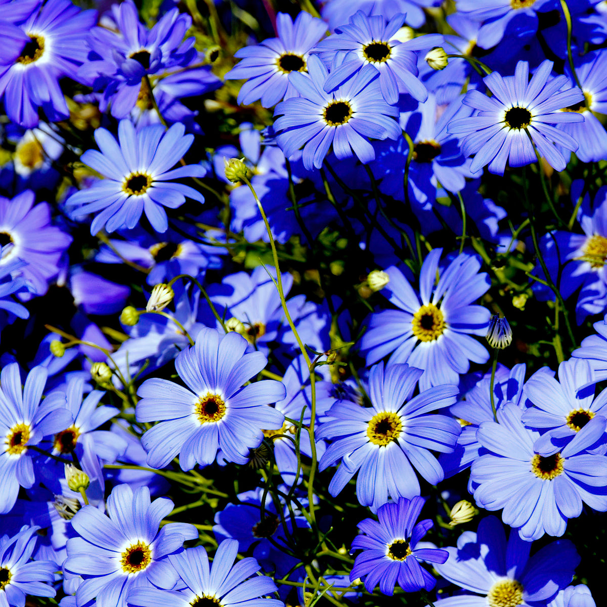 Brachycome - Willemse