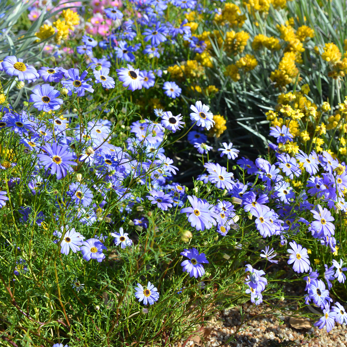 Brachycome - Brachyscome - Willemse