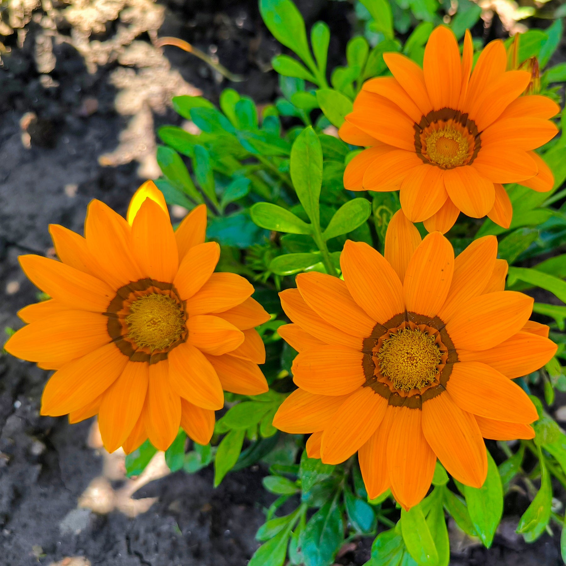Gazania orange - Gazania orange - Gazania