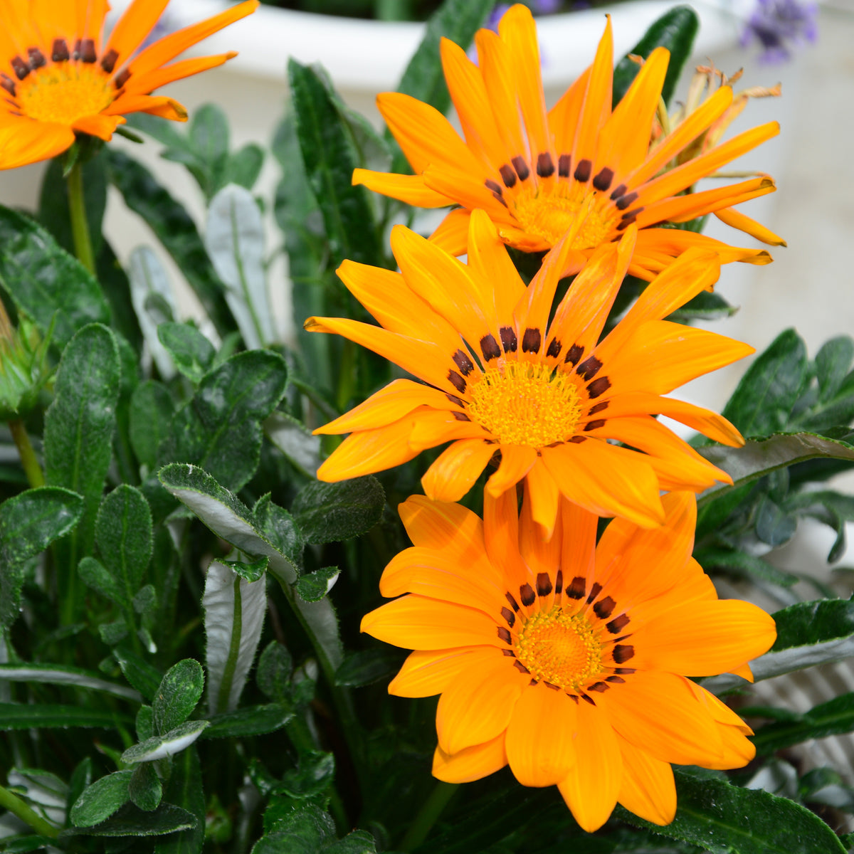 Gazania orange - Gazania orange - Willemse