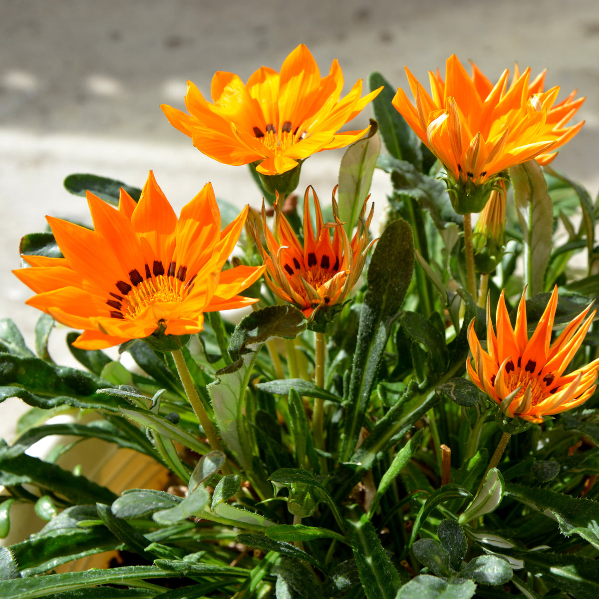 Gazania orange - Willemse