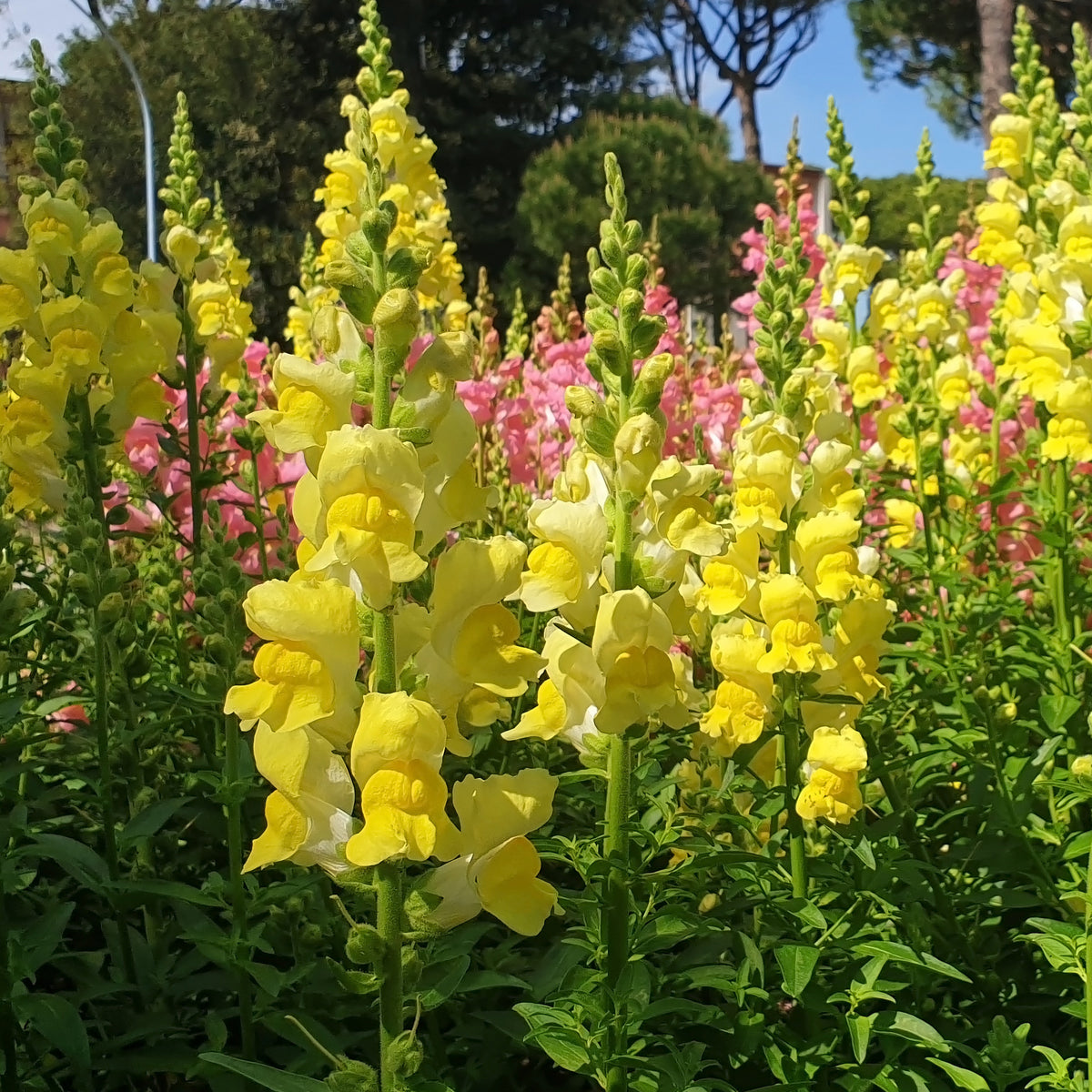 Muflier jaune - Willemse