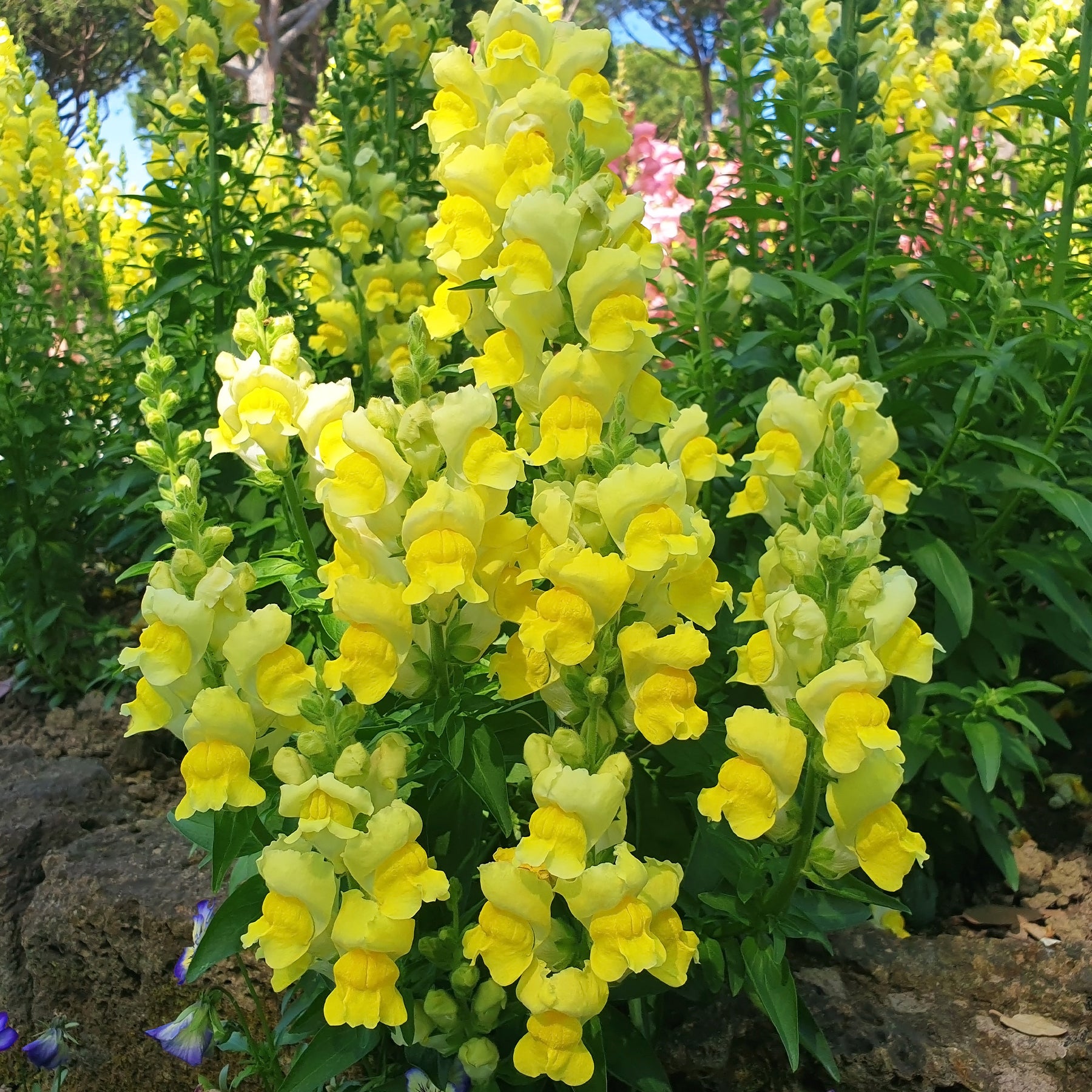 Muflier yellow - Muflier jaune - Balcon et terrasse