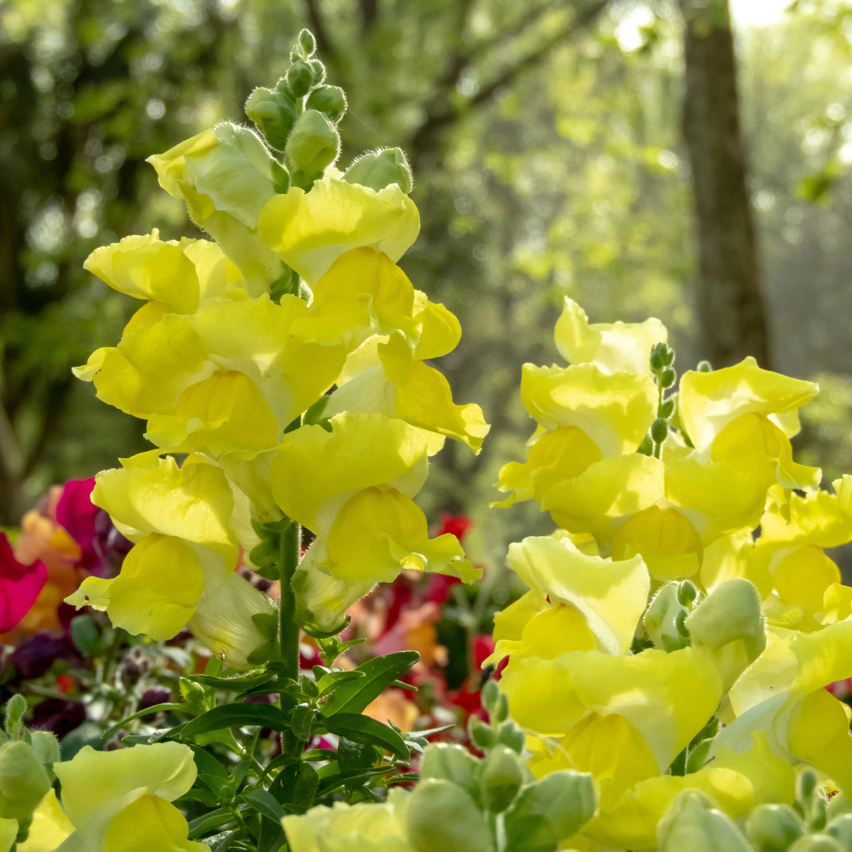 Muflier jaune - Muflier yellow - Willemse