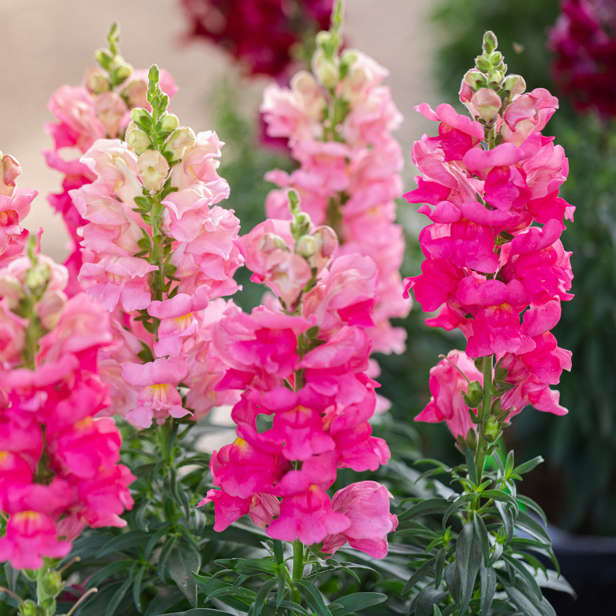 Muflier rose - Willemse