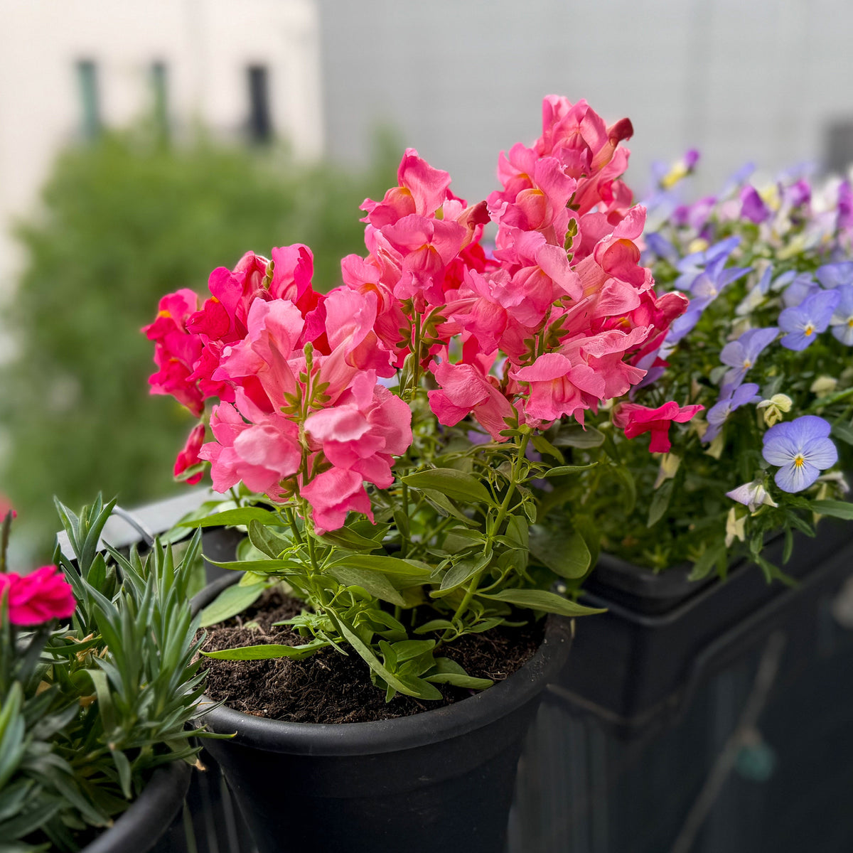 Muflier rose - Muflier pink - Willemse