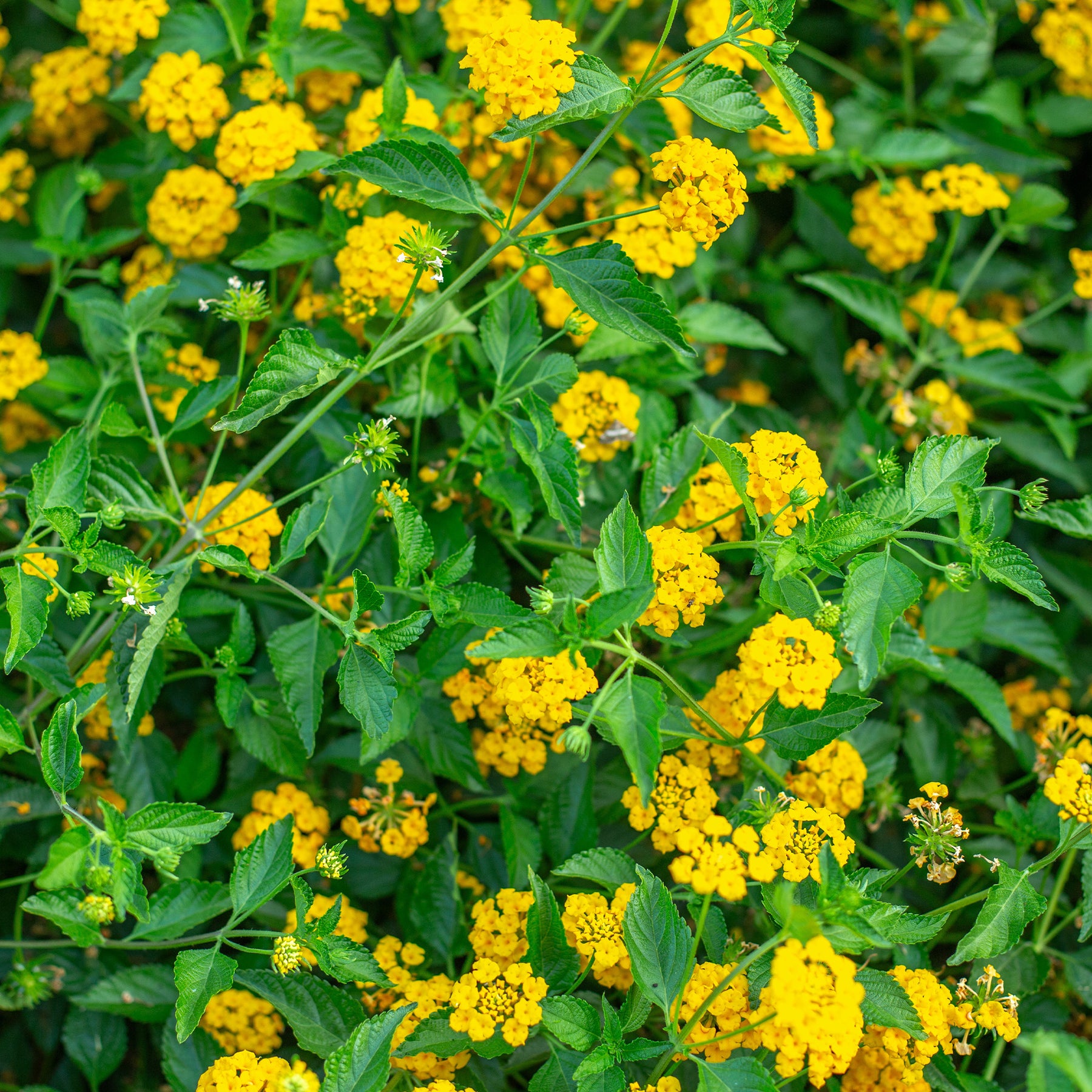 Lantana jaune - Willemse