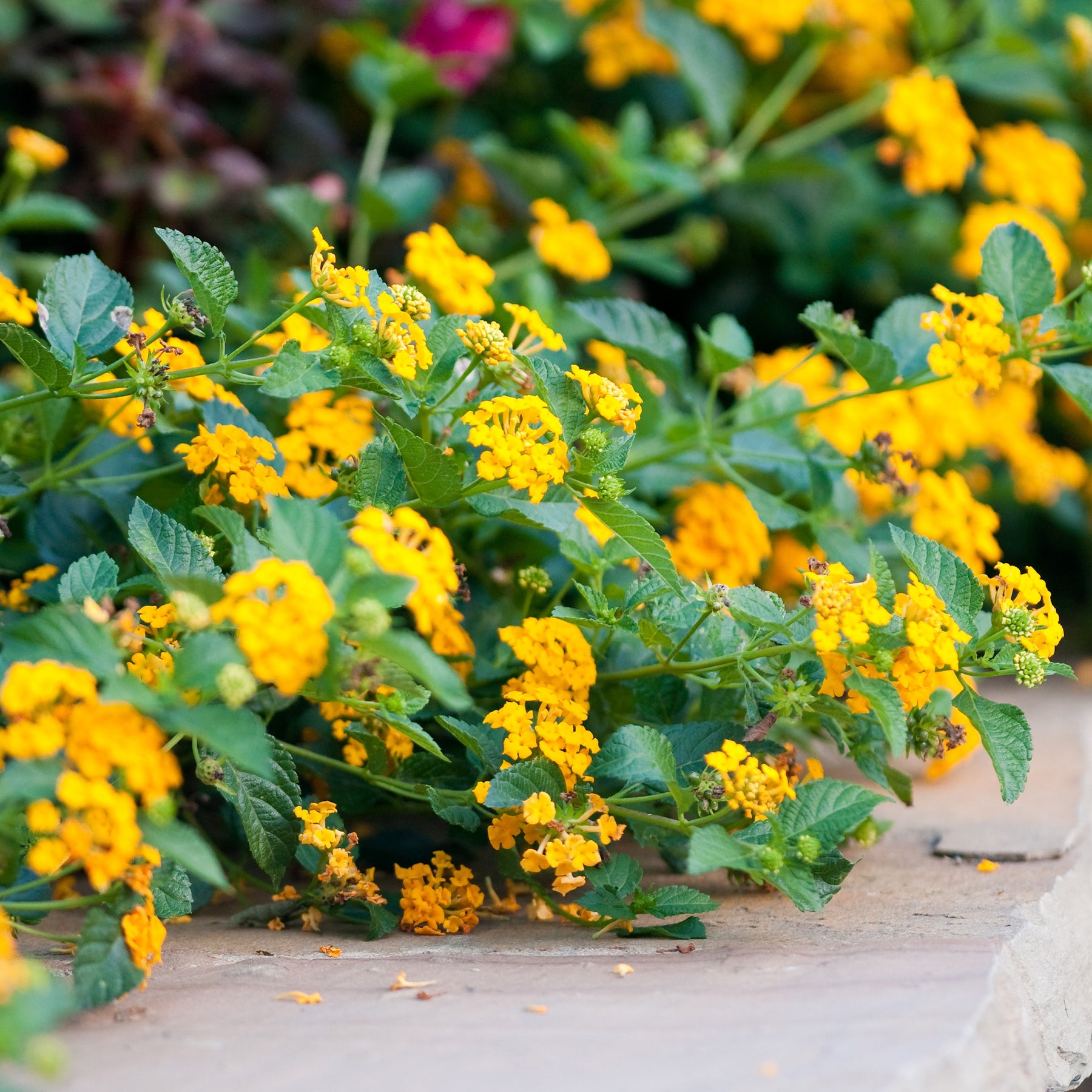 Lantana yellow - Lantana jaune - Balcon et terrasse