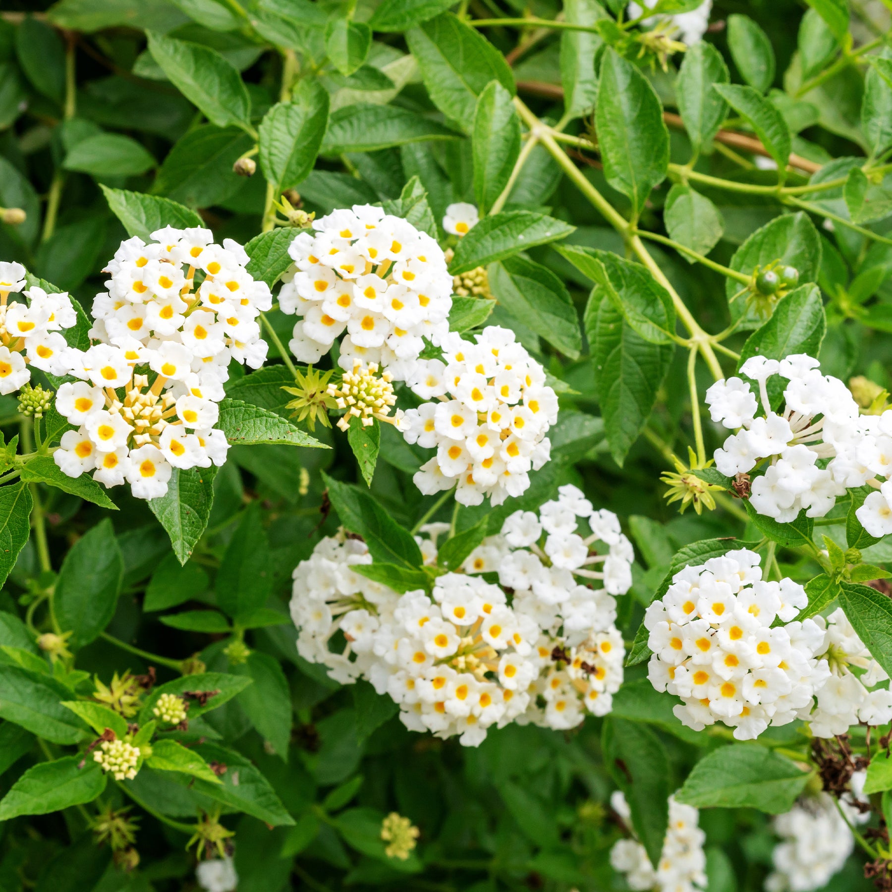 Lantana white - Lantana blanc - Balcon et terrasse