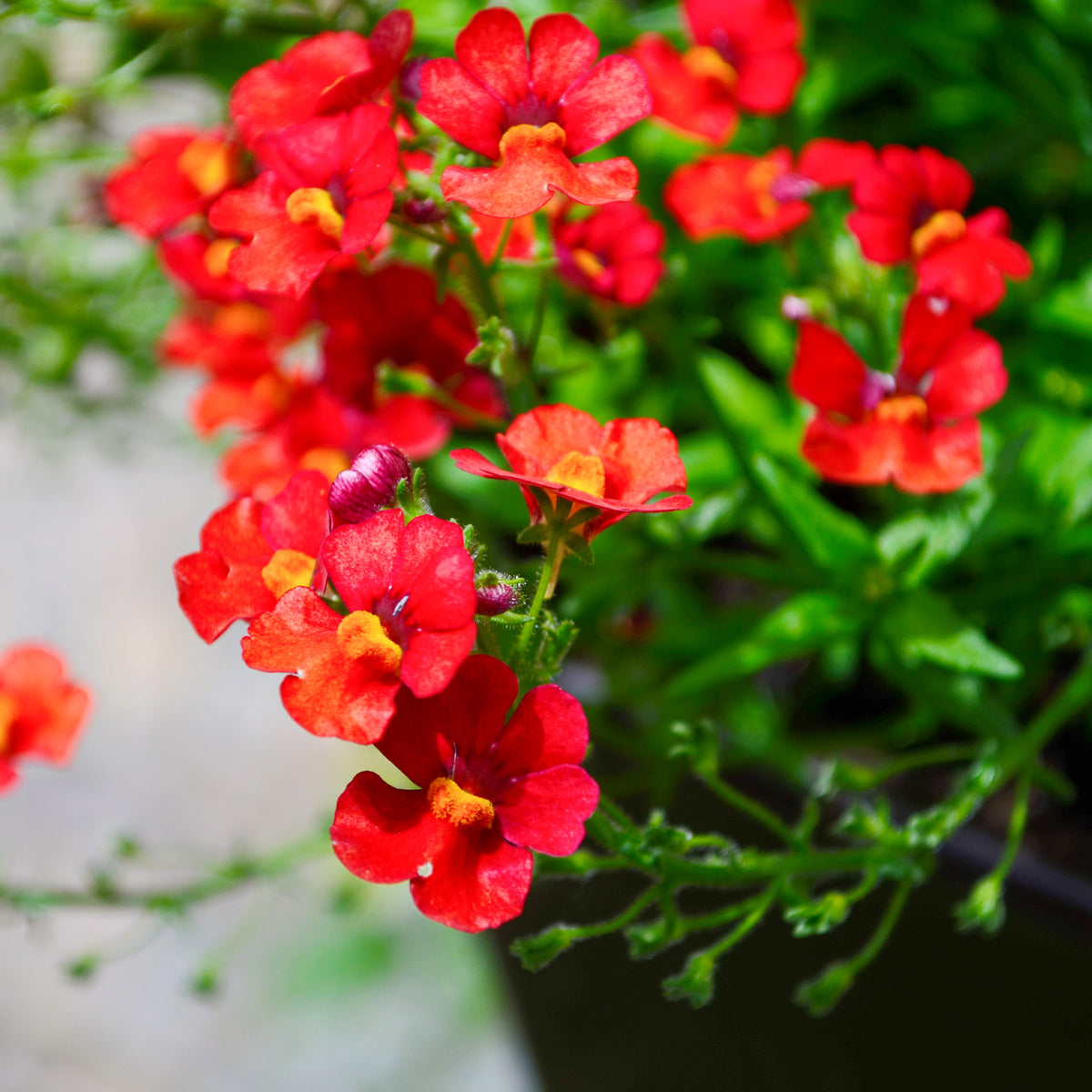 Némésie rouge - Nemesia red - Willemse
