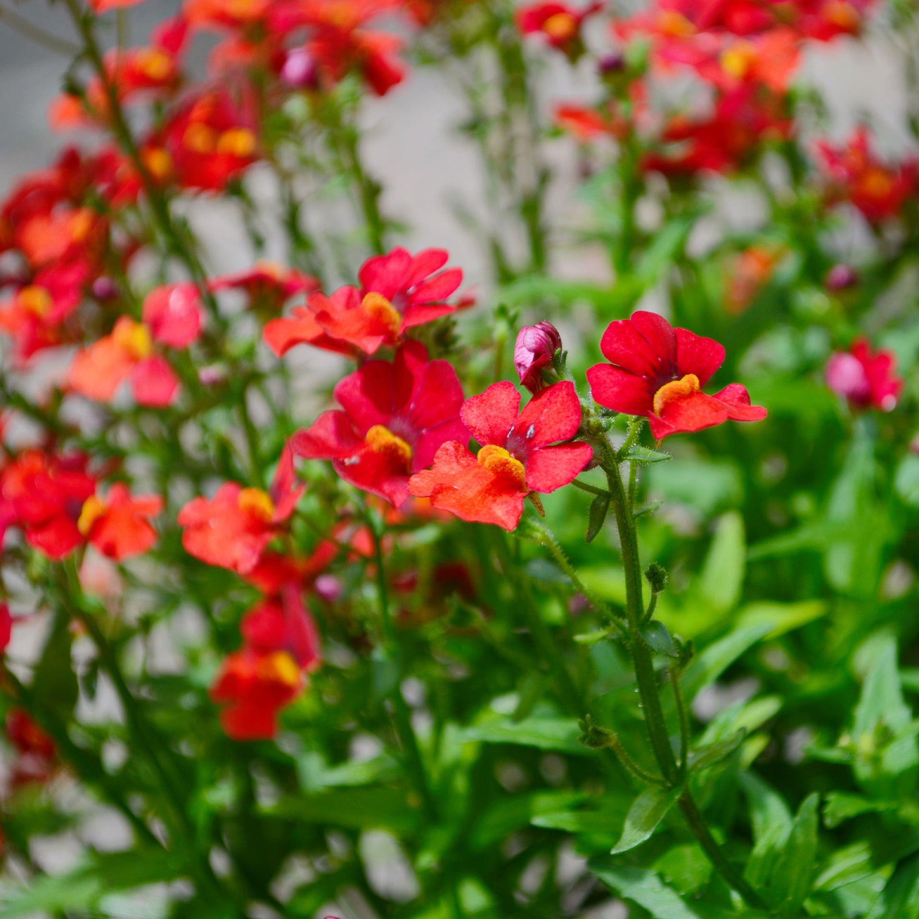 Nemesia red - Némésie rouge - Balcon et terrasse