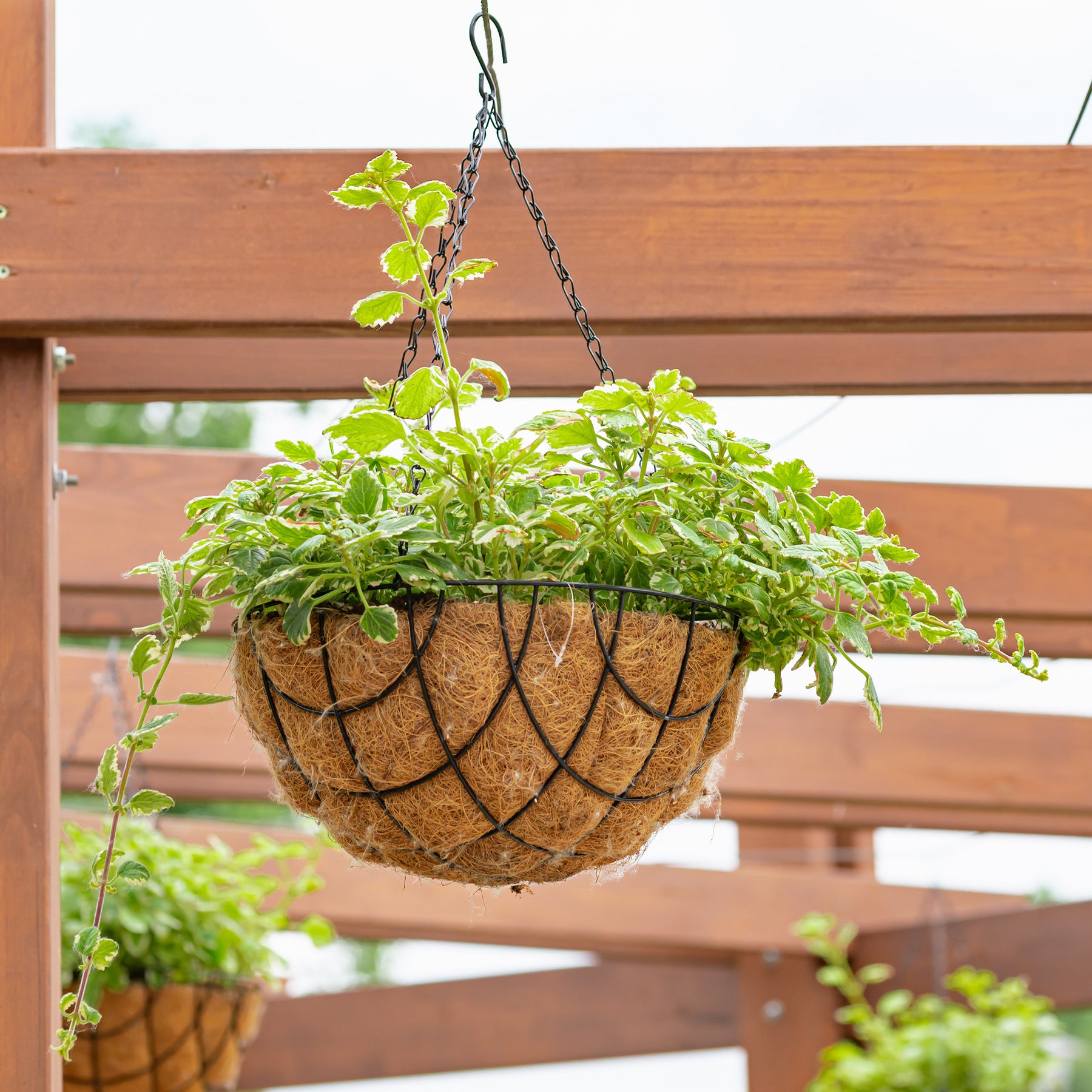 Plectranthus bicolore green and white - Plectranthus bicolore vert et blanc - Balcon et terrasse