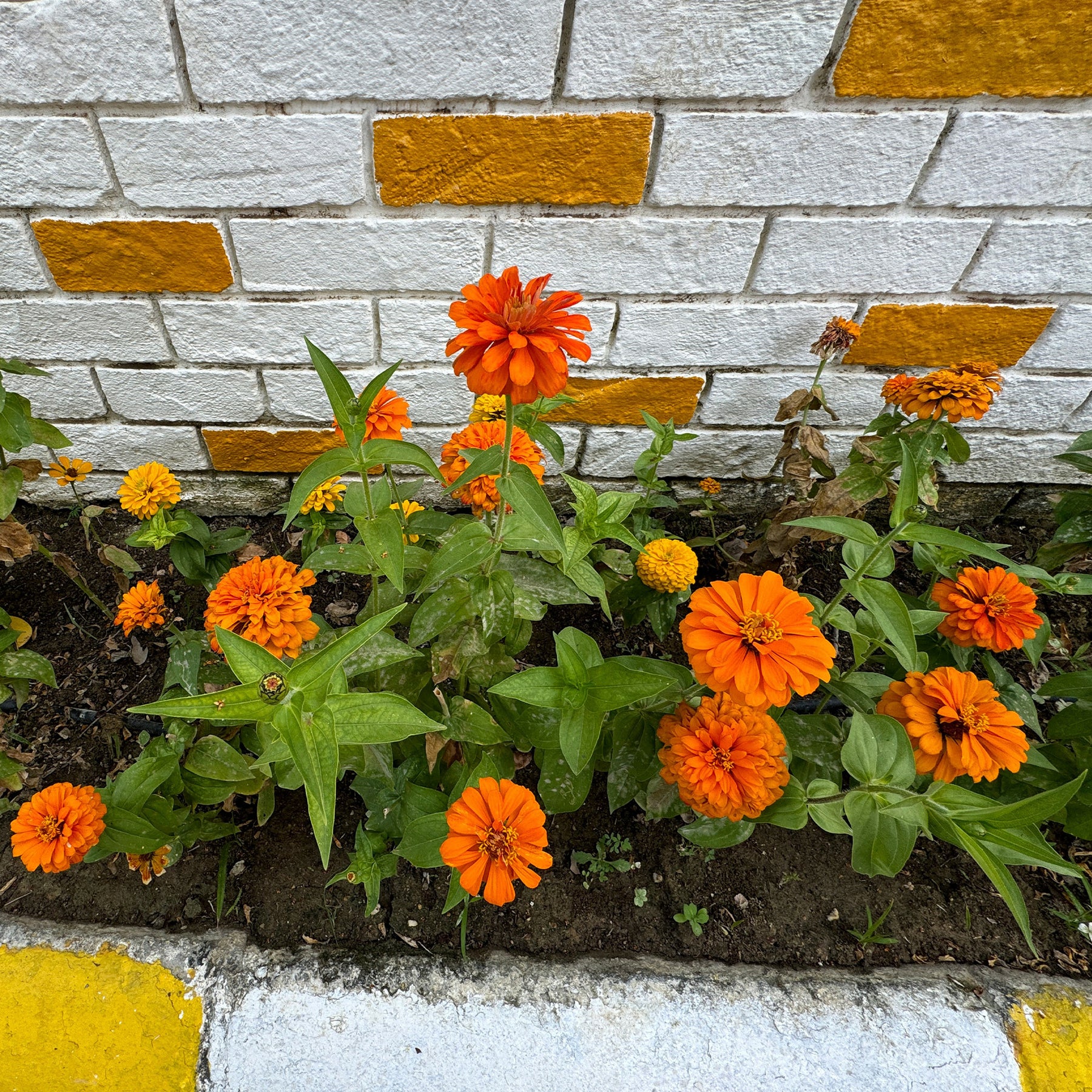 Zinnia orange - Zinnia orange - Balcon et terrasse