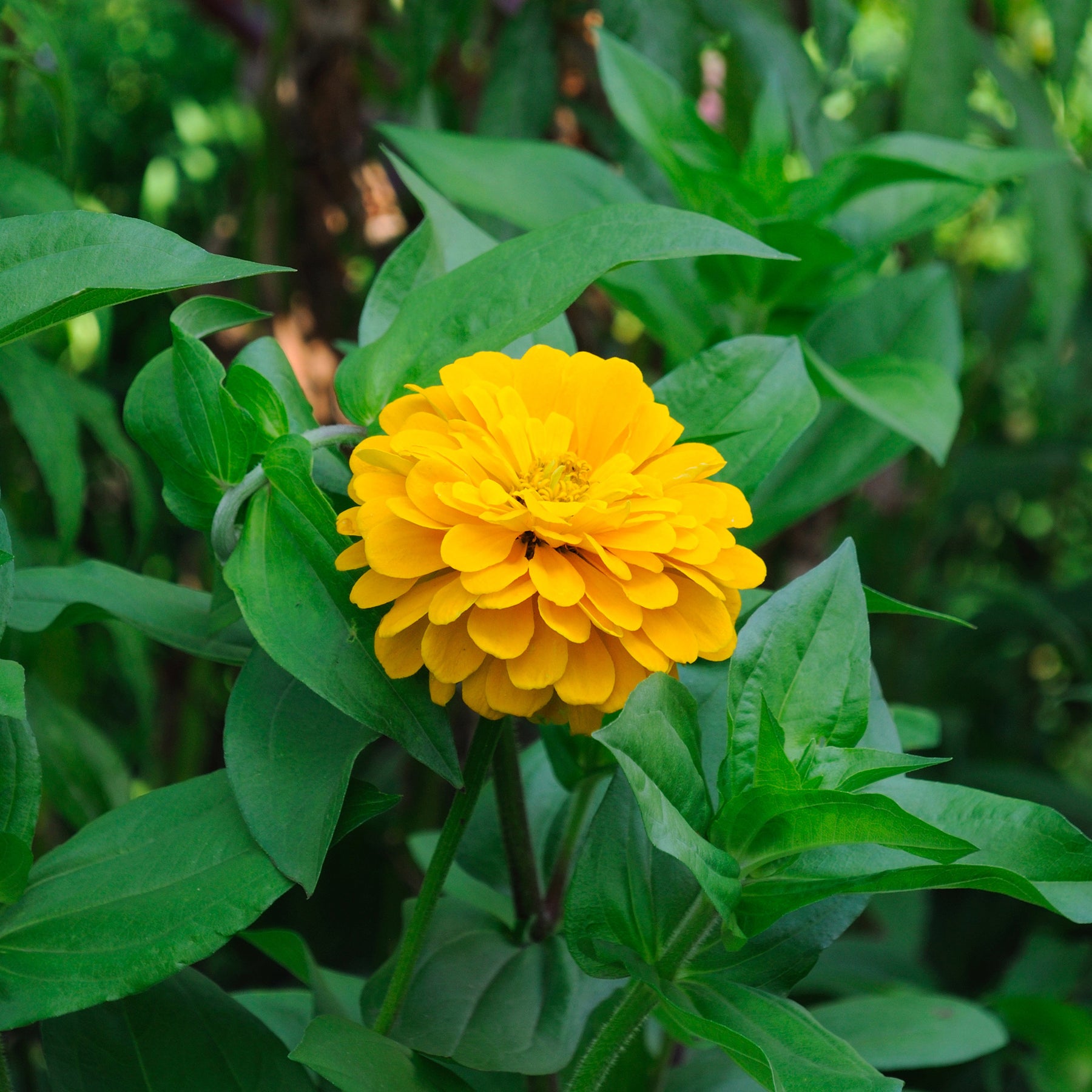 Zinnia yellow - Zinnia jaune - Balcon et terrasse