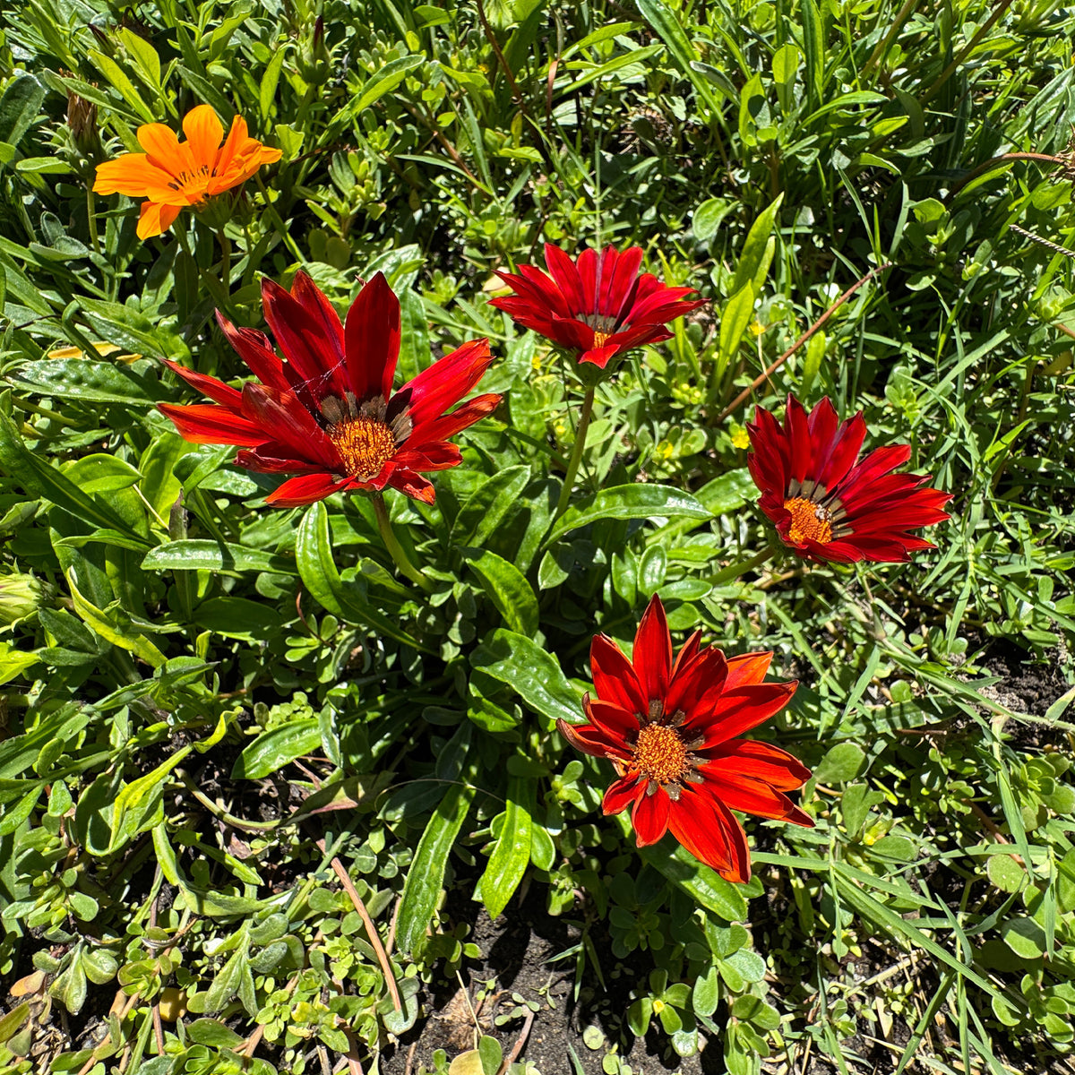 Gazania rouge - Willemse