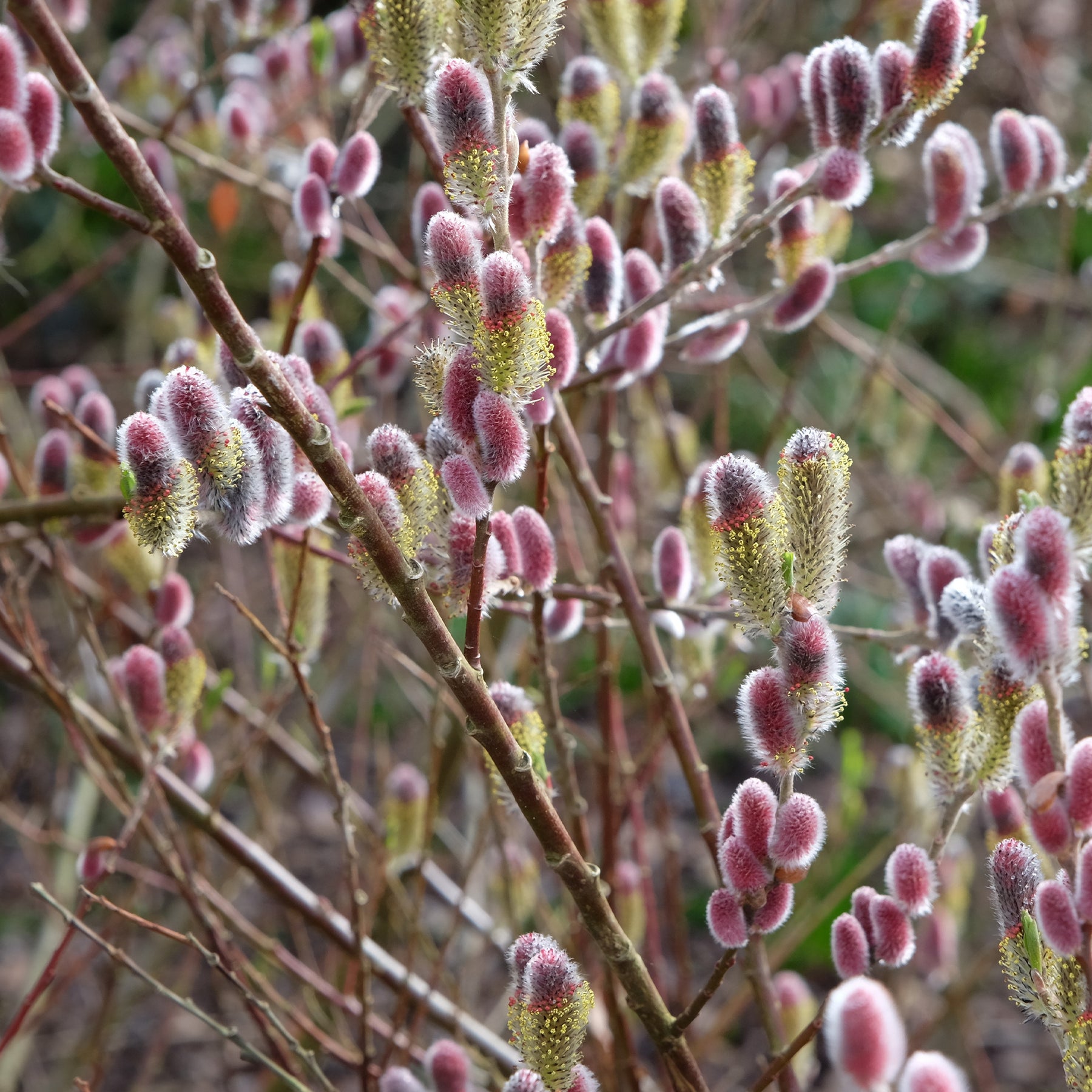 Saule à chatons roses sur tige - Salix  gracilistyla 'mount aso' tige 40 - Willemse