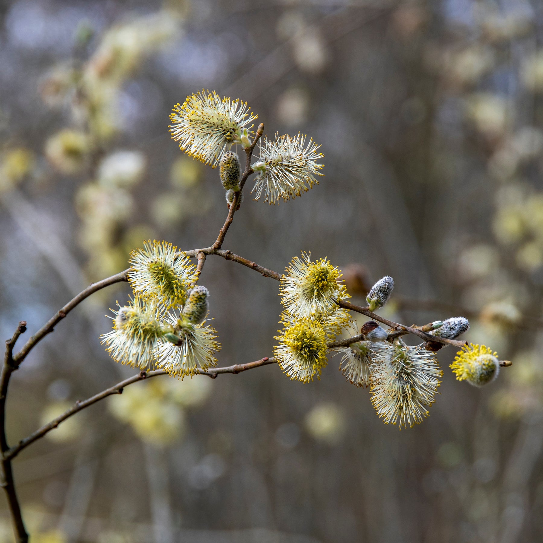 Saule nain chatons jaune sur tige - Salix repens 'Iona' tige 40 - Willemse