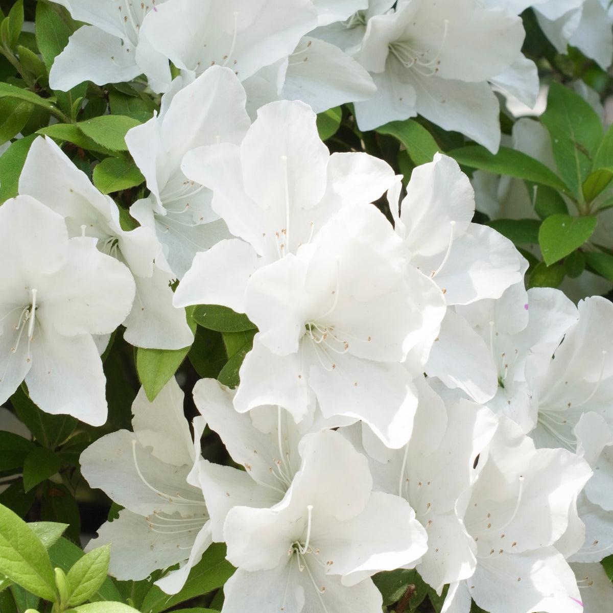 Azalée du Japon Encore White Julia - Rhododendron Encore White Julia - Willemse